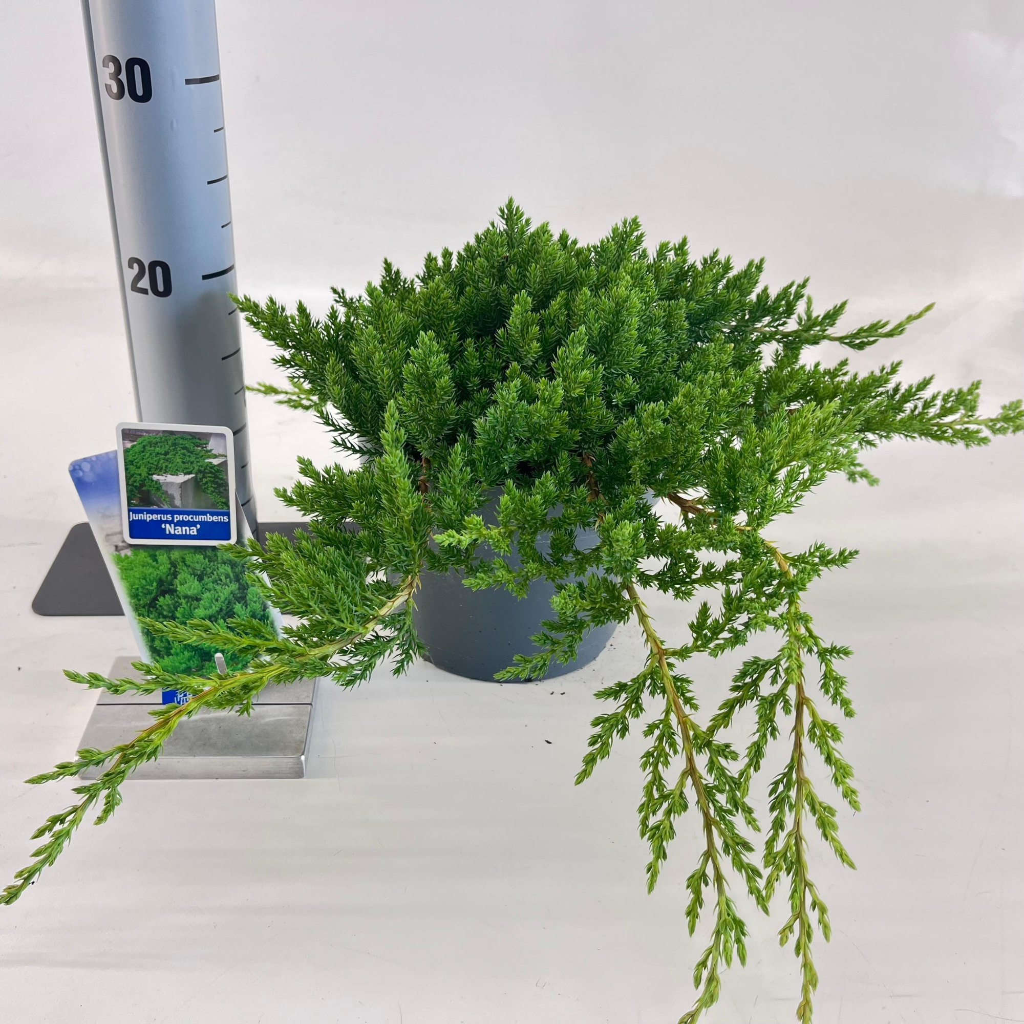 Juniperus procumbens 'Nana', D 19 cm