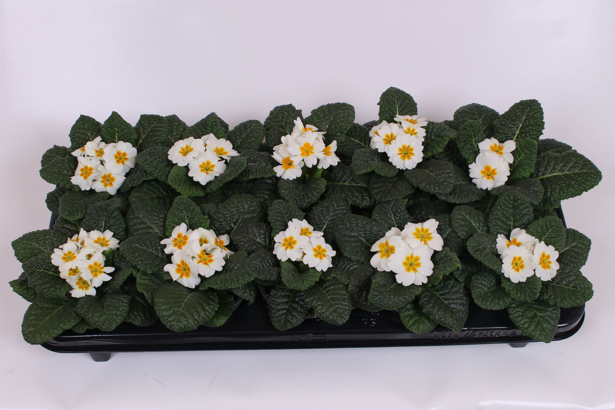 Primula Acaulis P10.5 - White, D 10,5