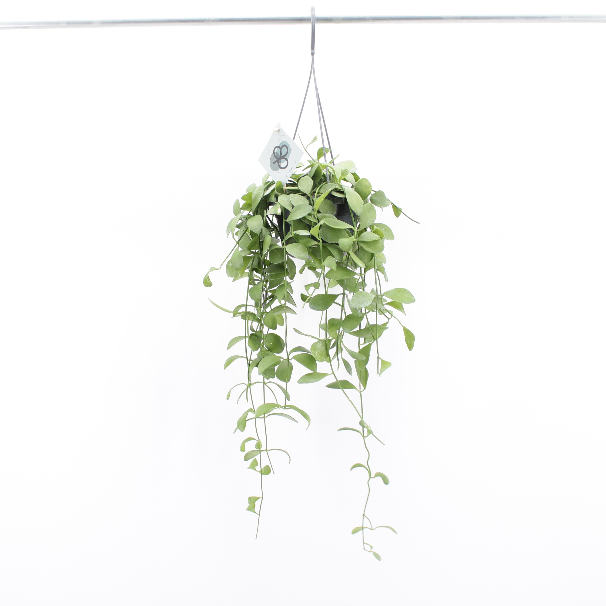 Dischidia Oiantha, D 14 cm