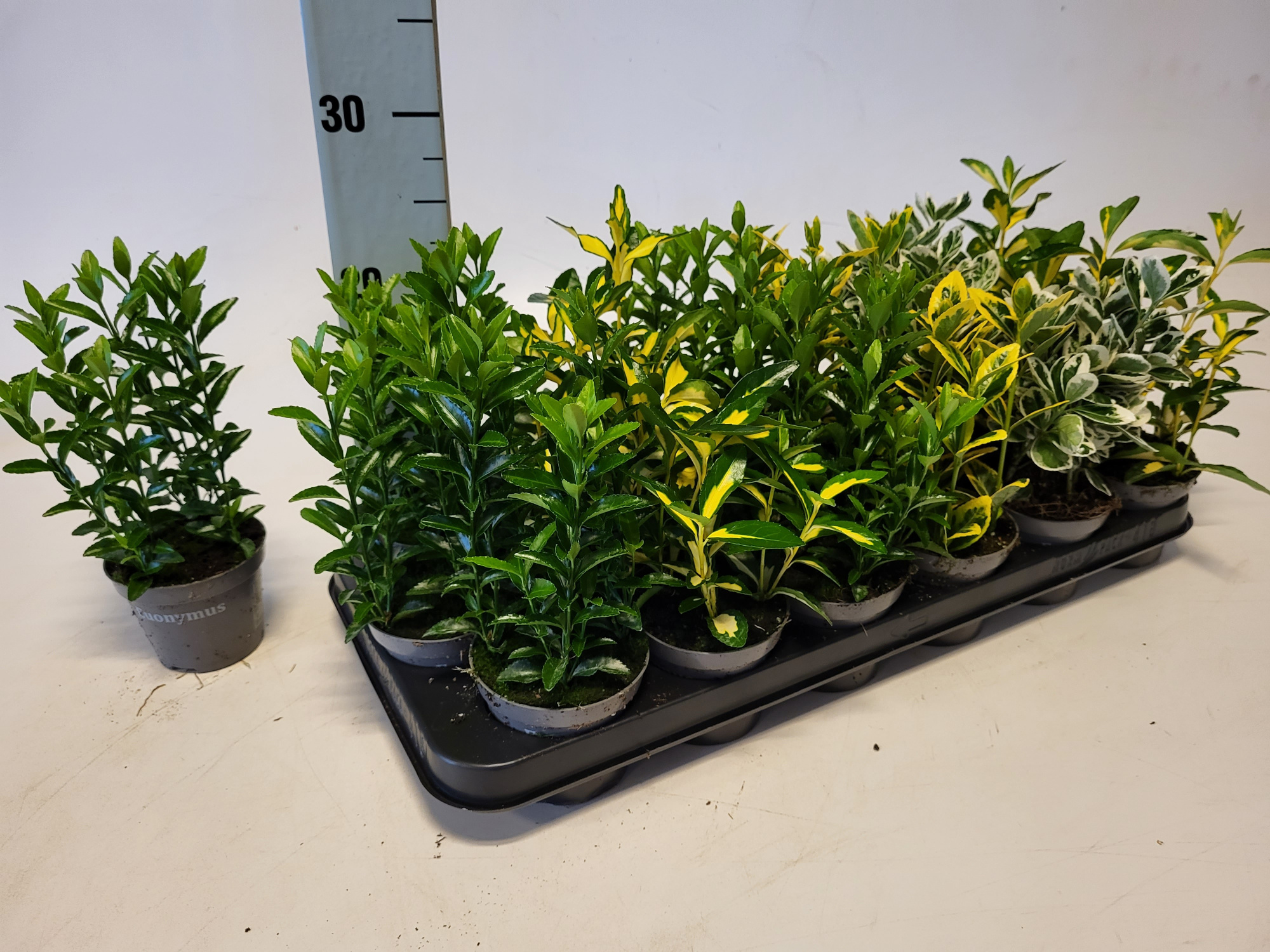 Euonymus jap. mix in tray 9 cm, D 9 cm