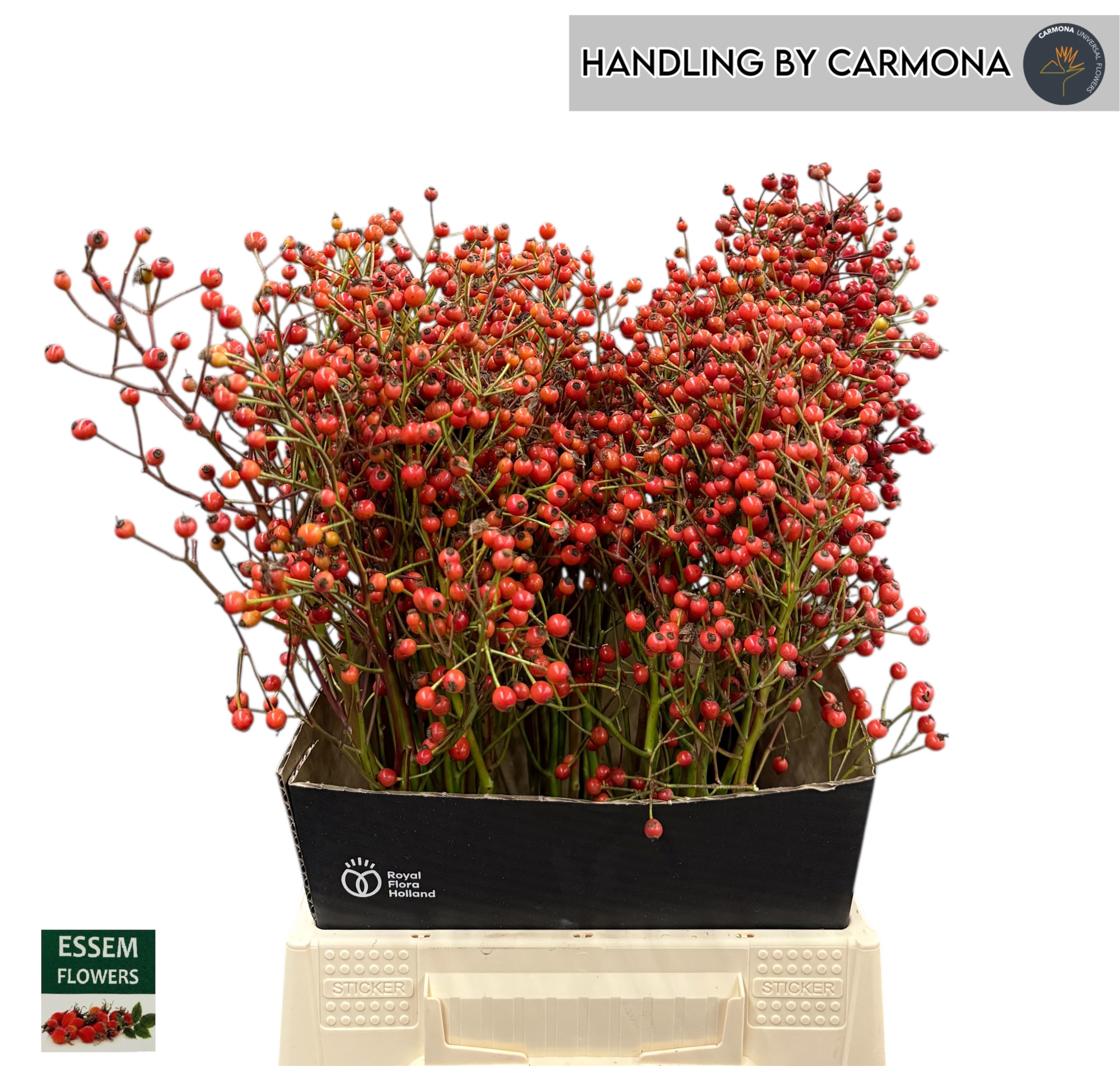 Рузботель Пленти 50, шт.