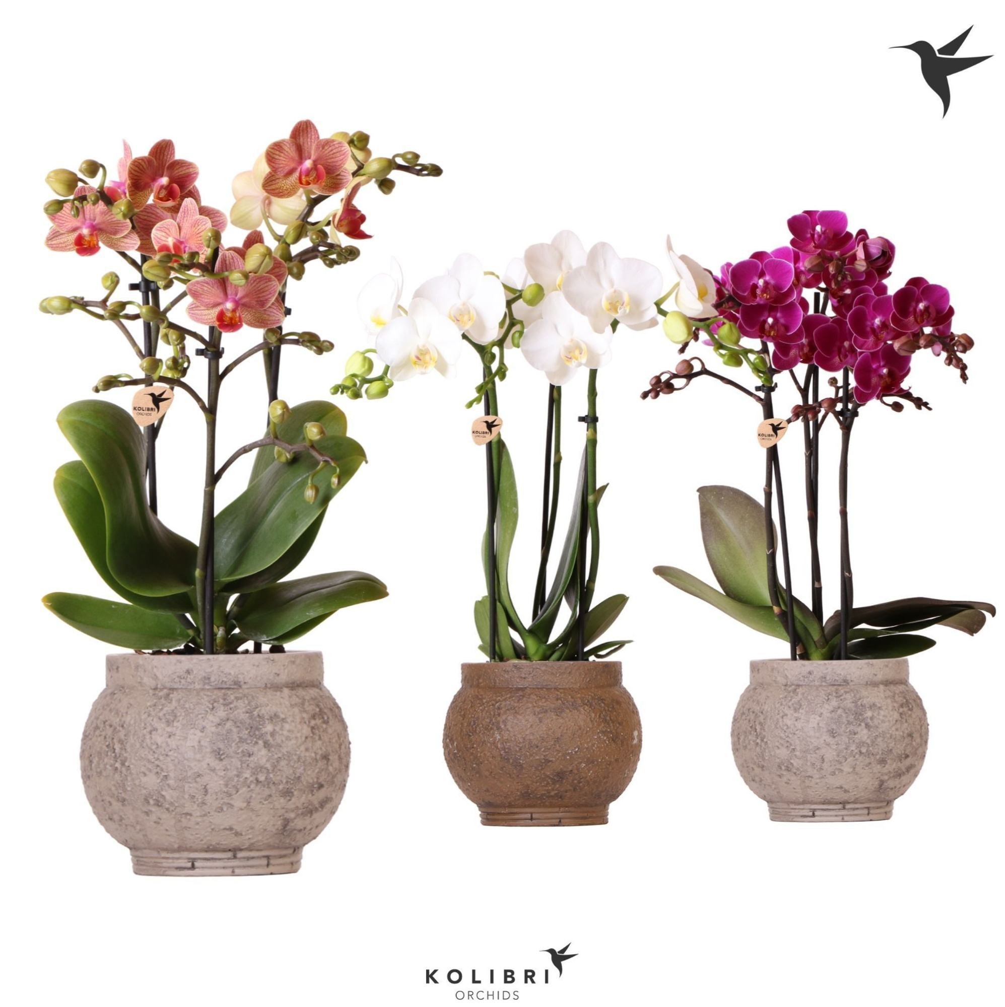 Kolibri Orchids Phalaenopsis mix 3 spike in Ancient pot brown, D 9