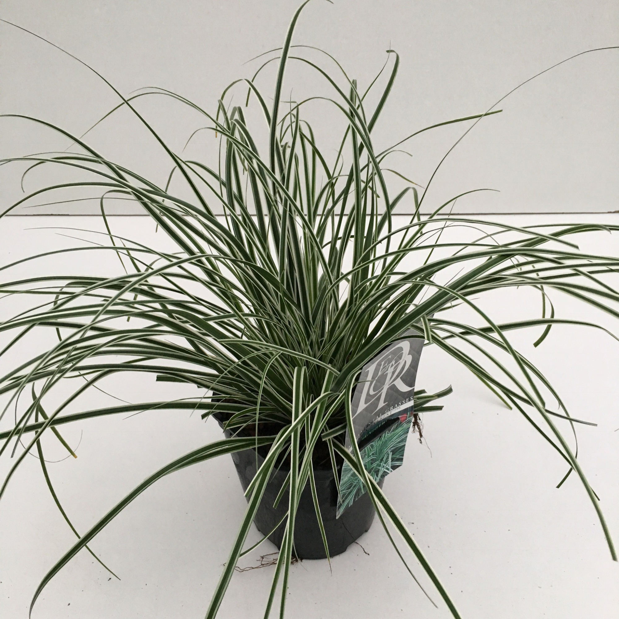 Carex 'Everest', D 17