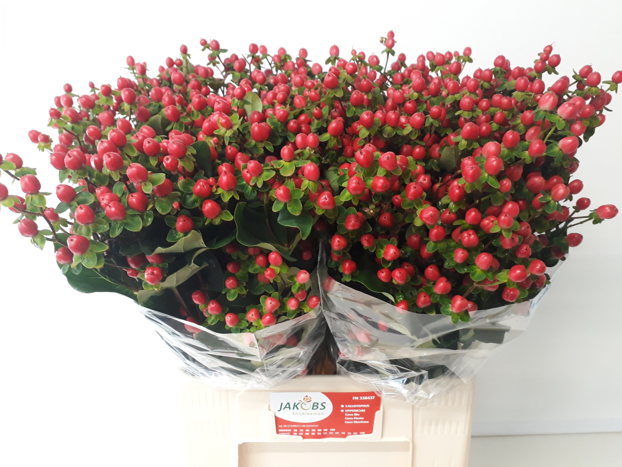 Гипперикум Коко Фиеста 65, шт.