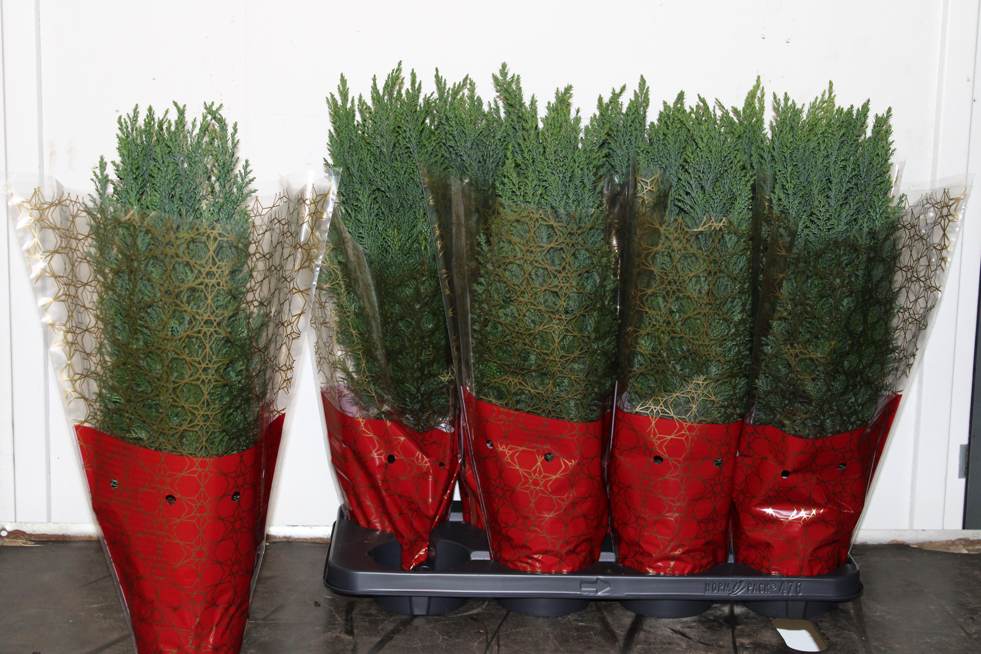 chamaecyparis laws Ellwoodii+ Rode kersthoes, D 13 cm