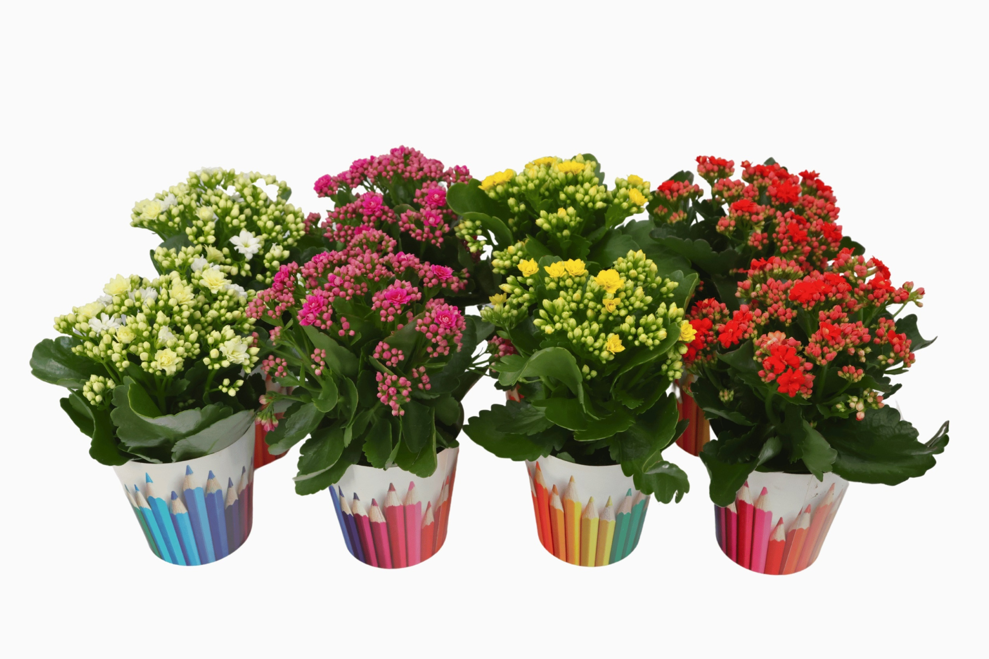 Calandiva 12 cm - Potcover Back to School, D 12 cm