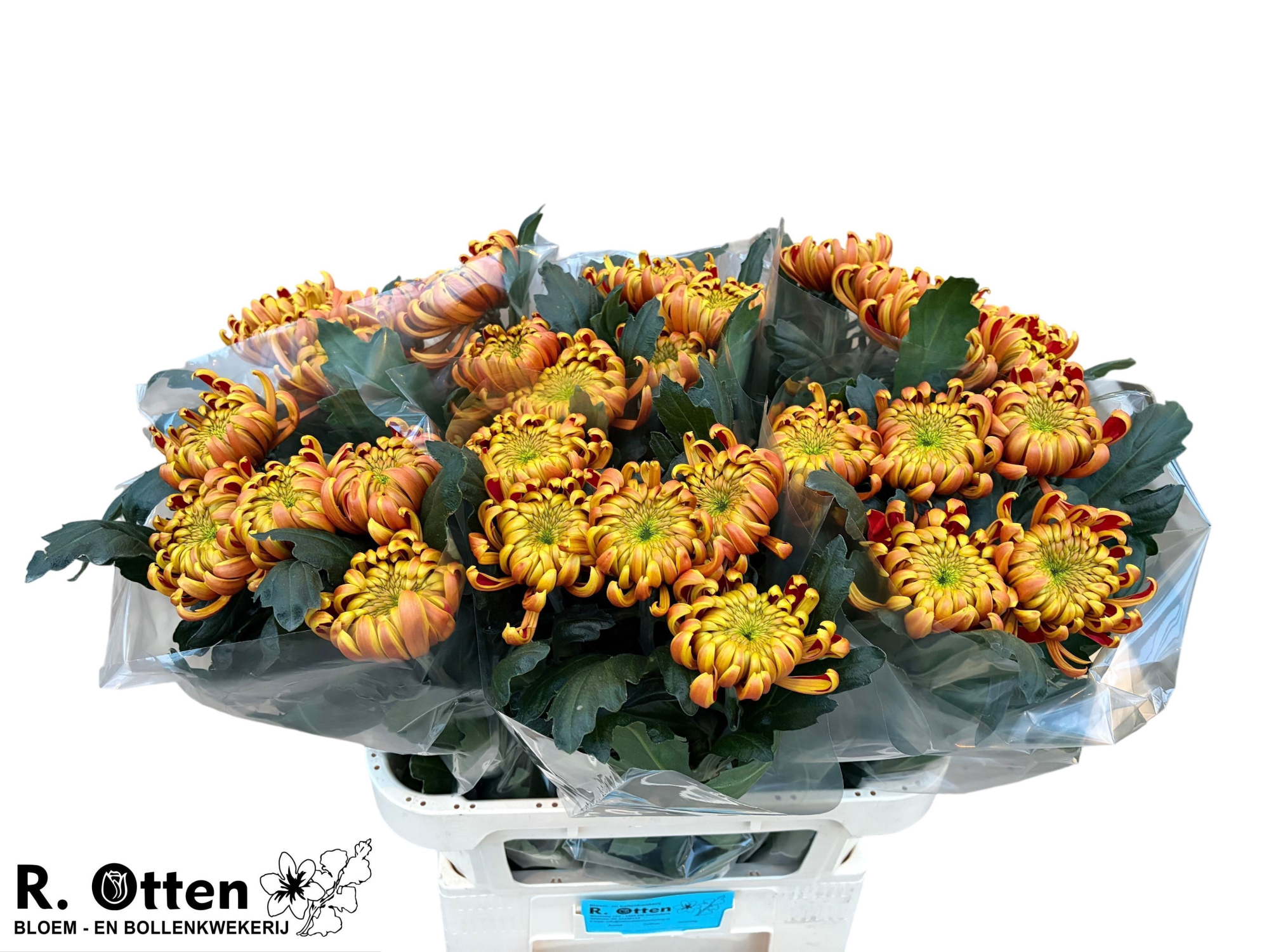 Хризантема од. Фуэго 80, шт.