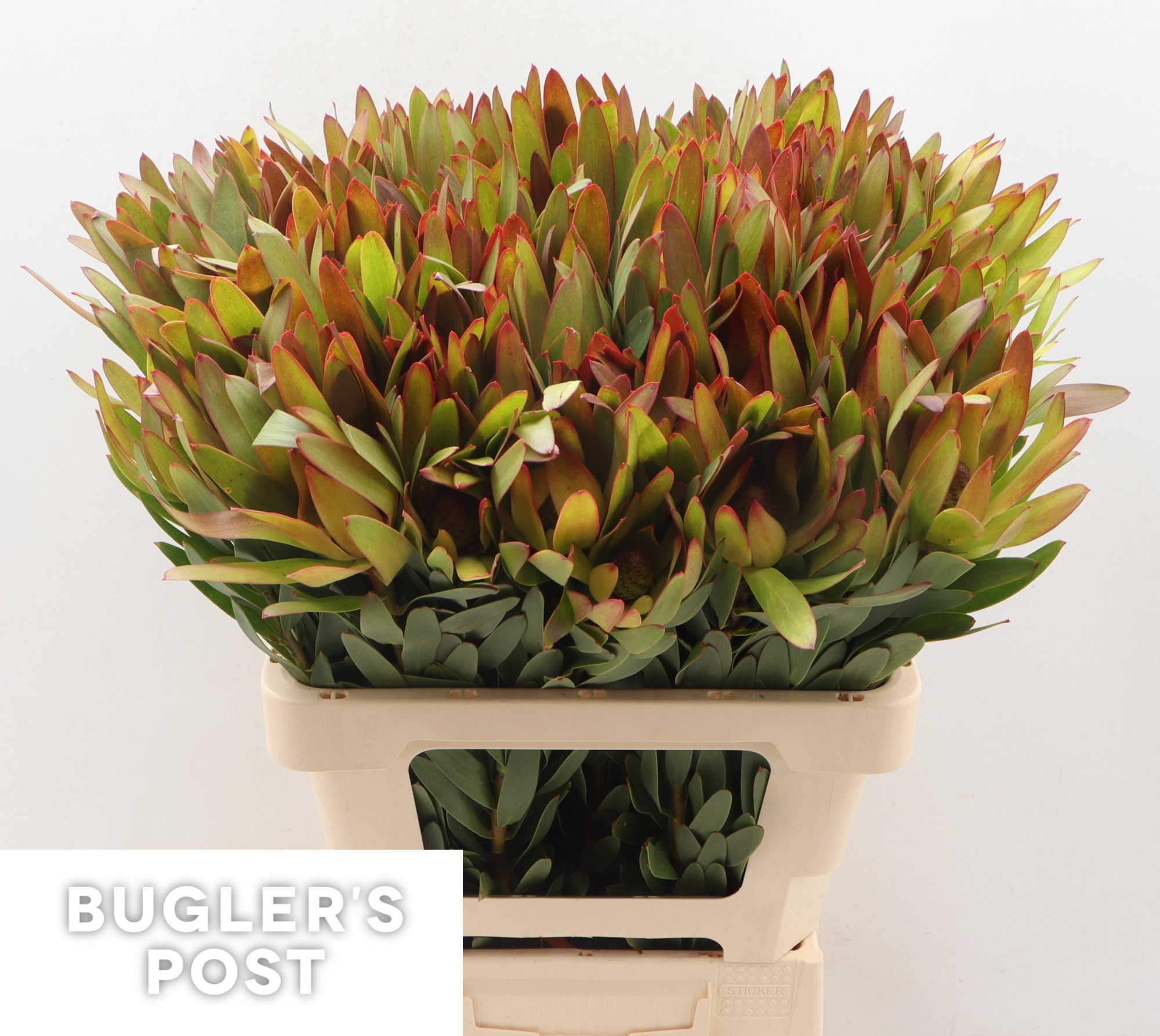 Леукадендрон Африкан Скай 60, шт.