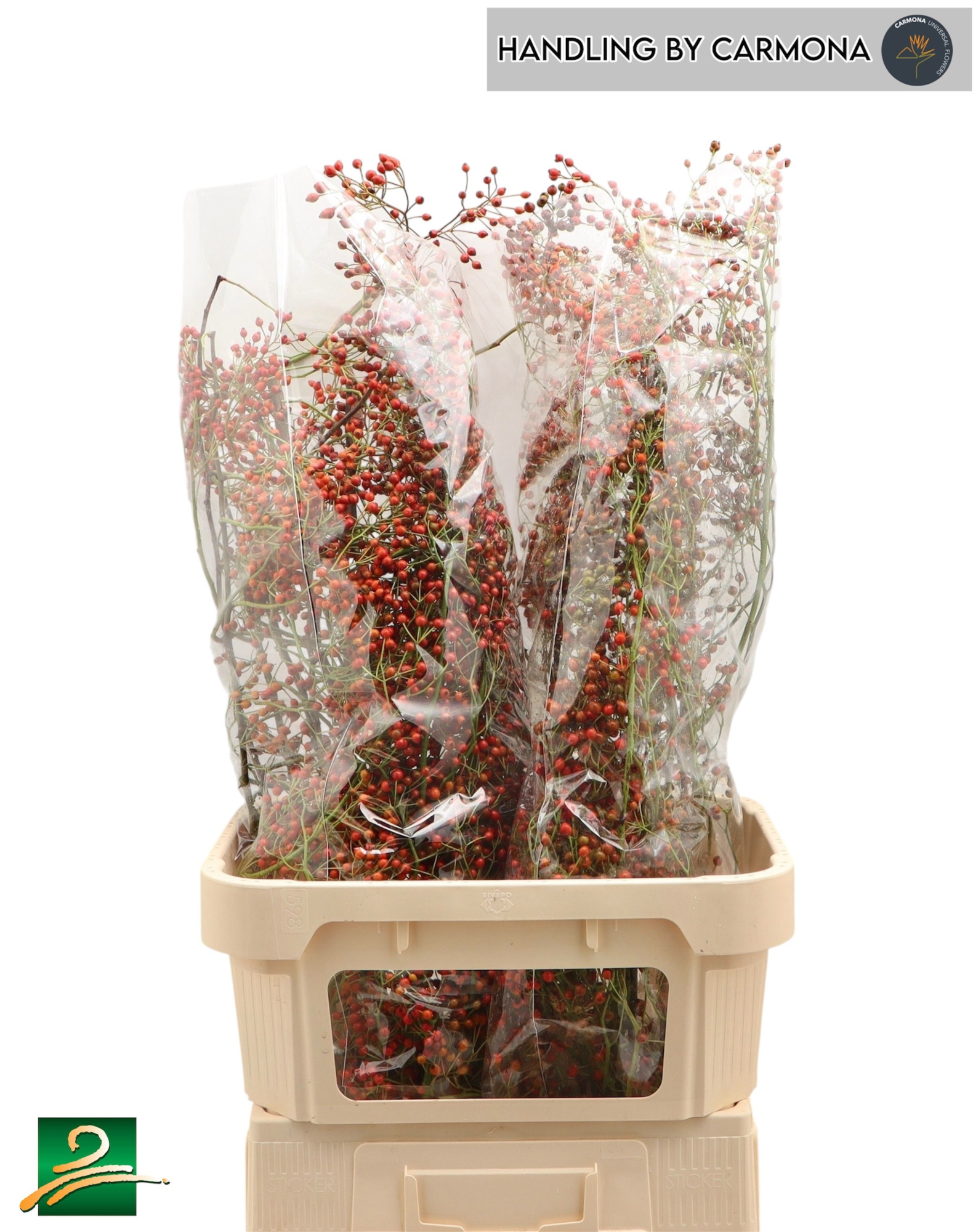 Рузботель Коралло 90, шт.