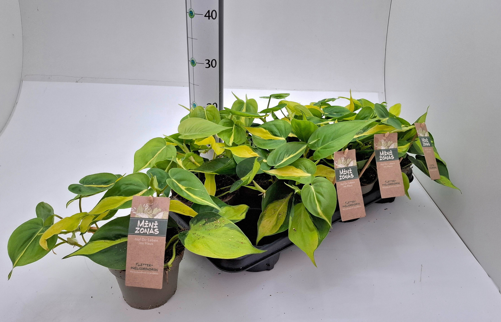 Philodendron scandens Bicolor, D 13