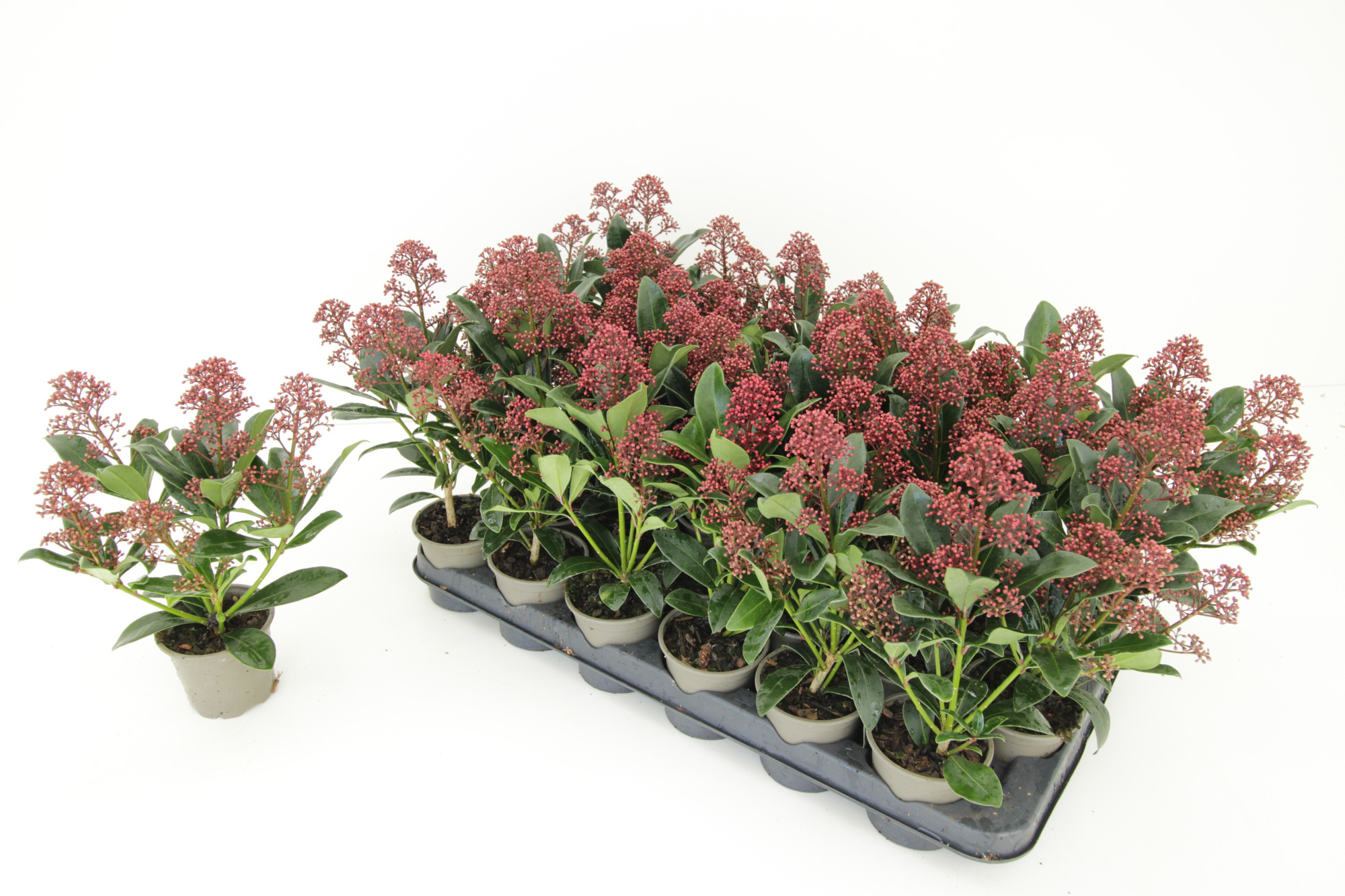 Skimmia Japonica Rubella 3+ (9 cm), D 9 cm