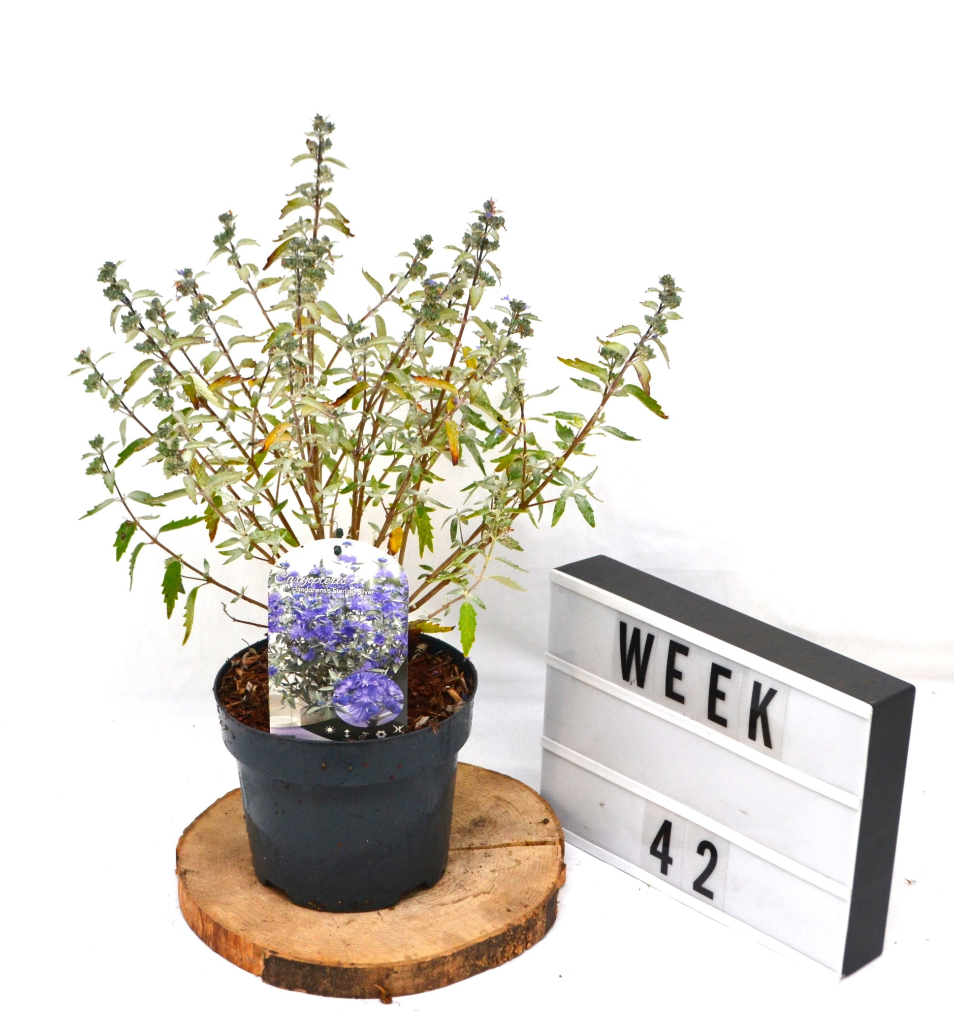 Caryopteris cla. 'Sterling Silver' C3 20-40, D 19 cm