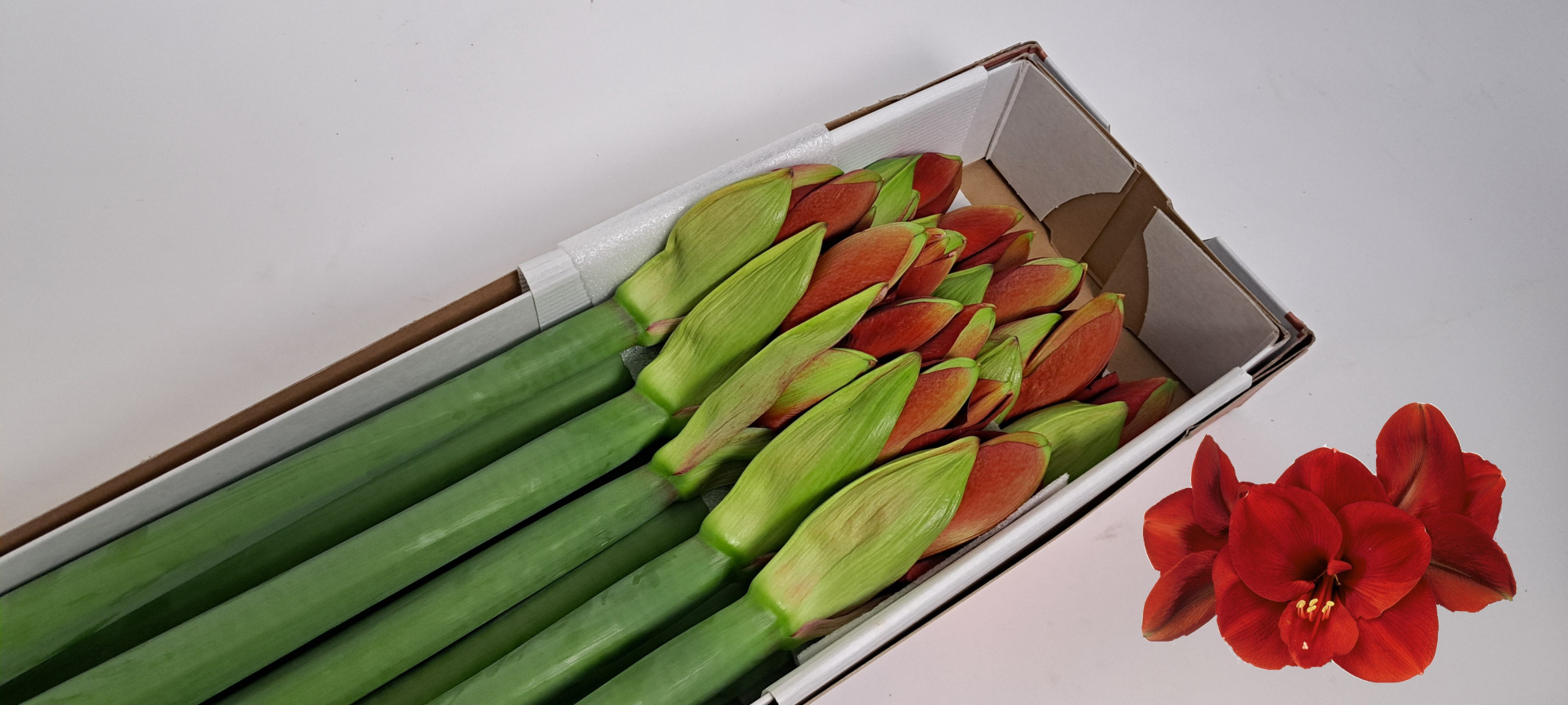 Амарилис Феррари (красн.) x10, шт.