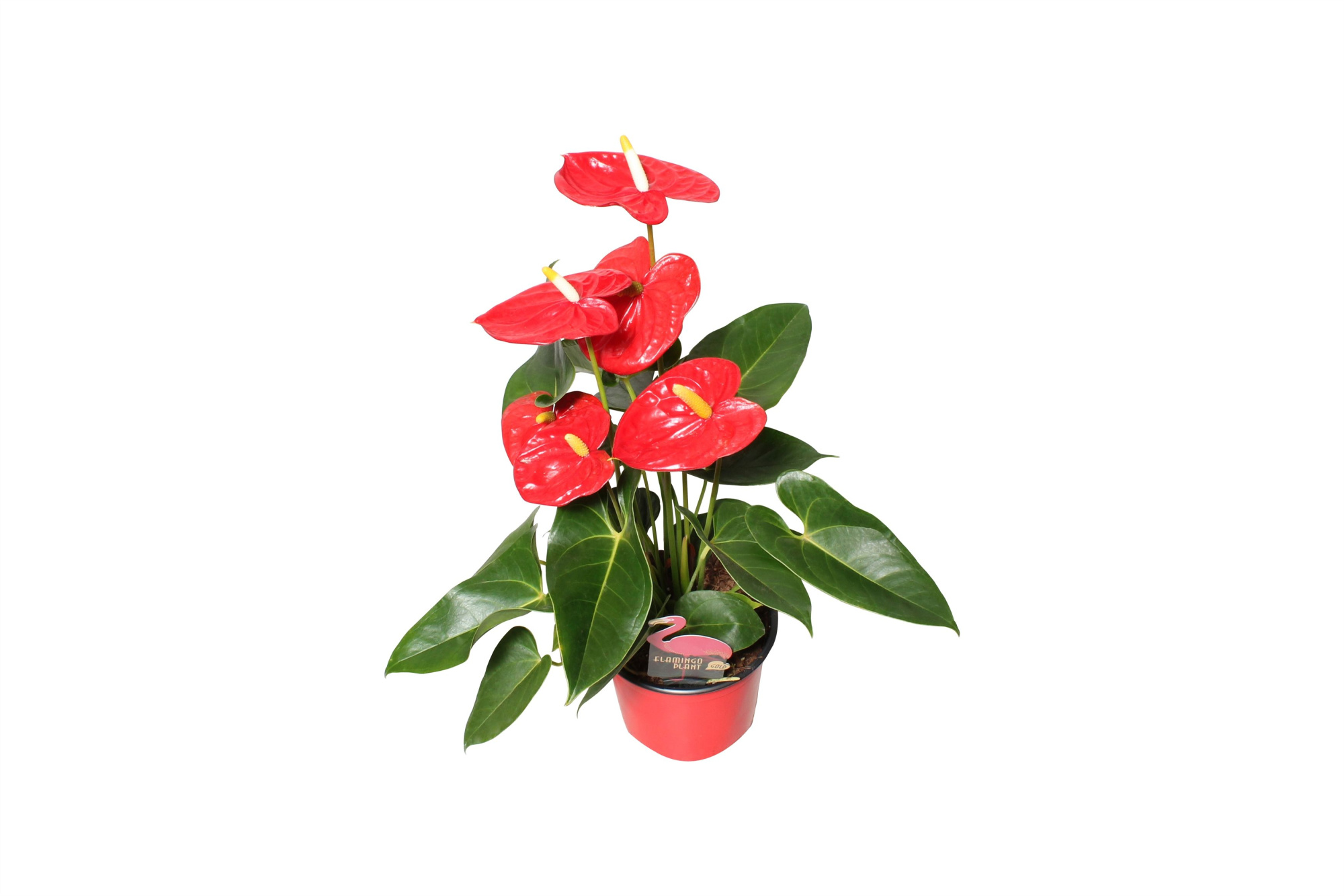 Anthurium XL.88 Aloha Red 12cm, D 12 cm