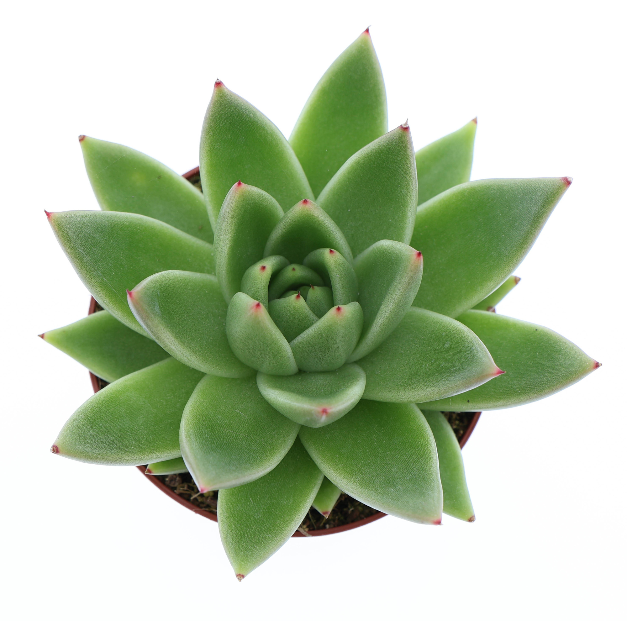 Echeveria miranda, D 8,5 cm