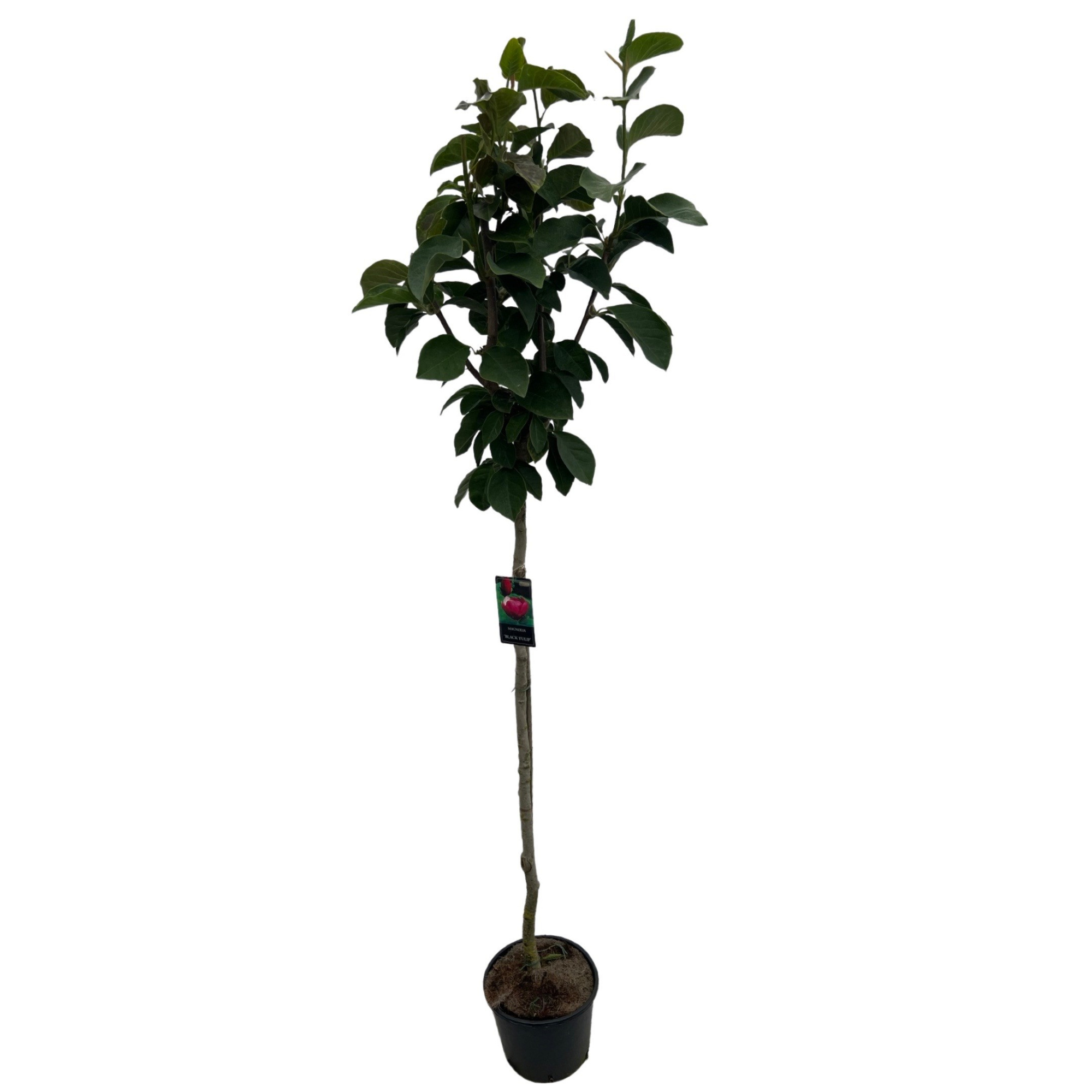 Magnolia 'Black Tulip'® Stam 150cm, D 32 cm