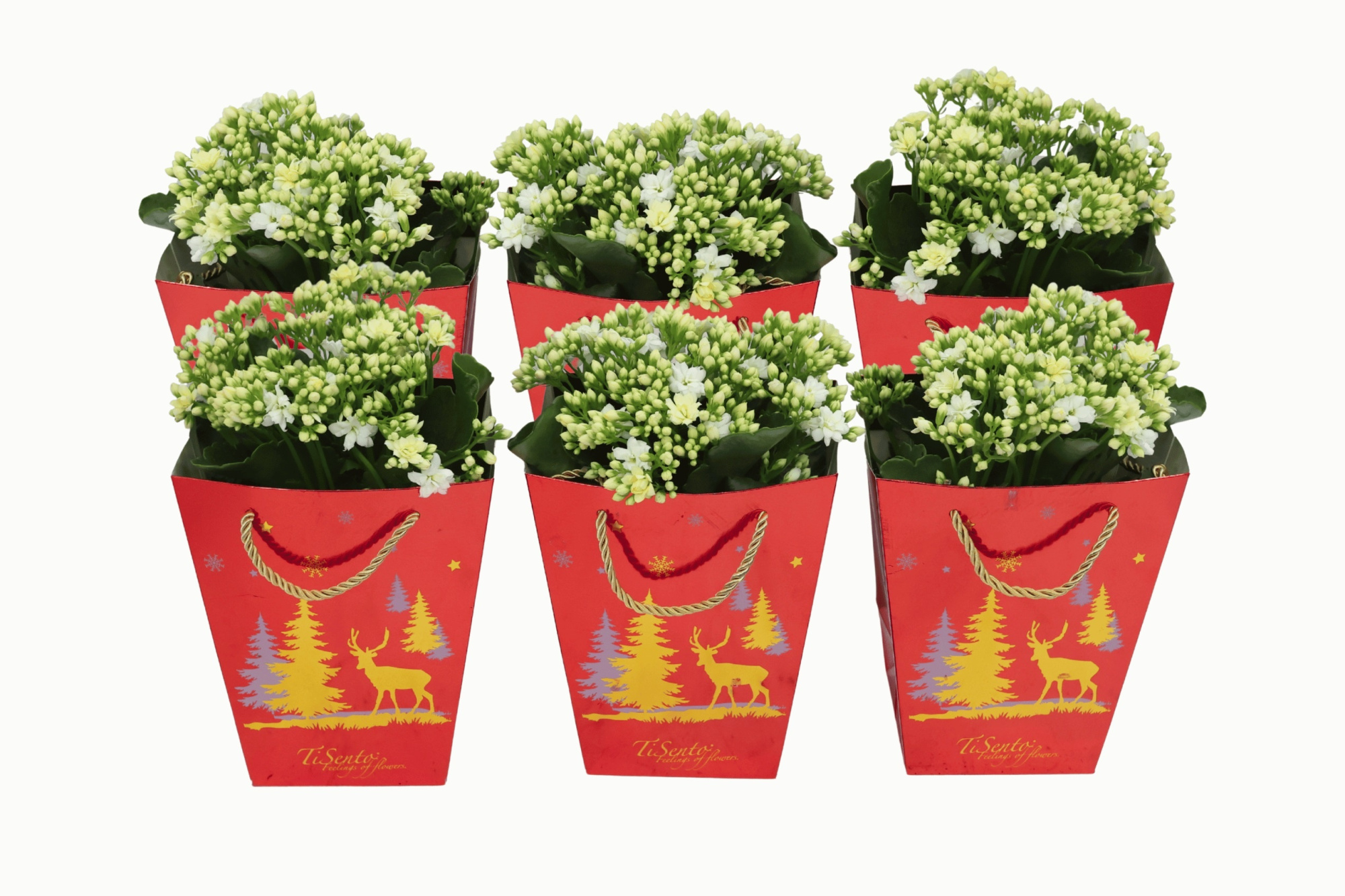 Calandiva wit 12 cm - Rood met goud Rendiertasje, D 12