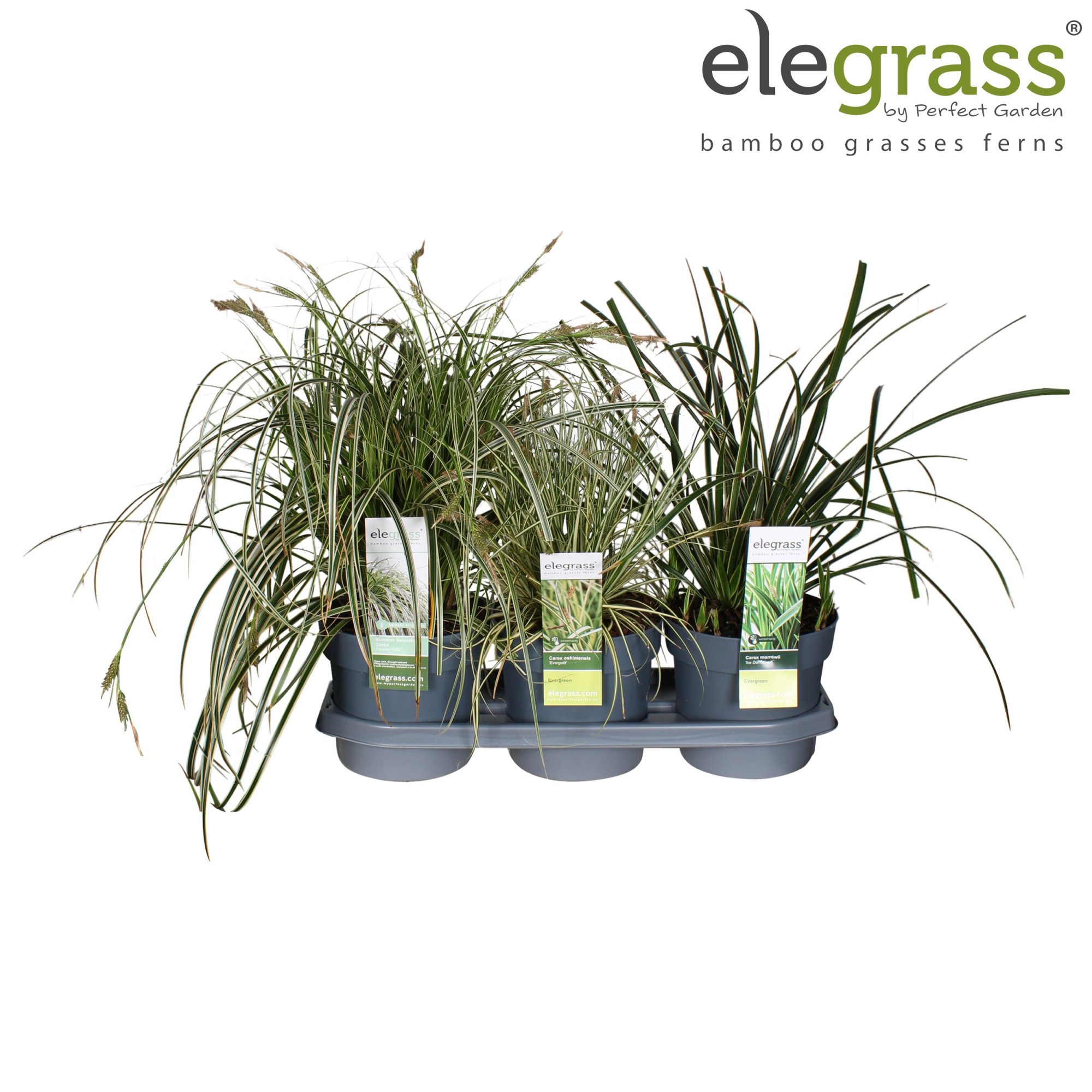 Carex mix laag P19 tray, D 19