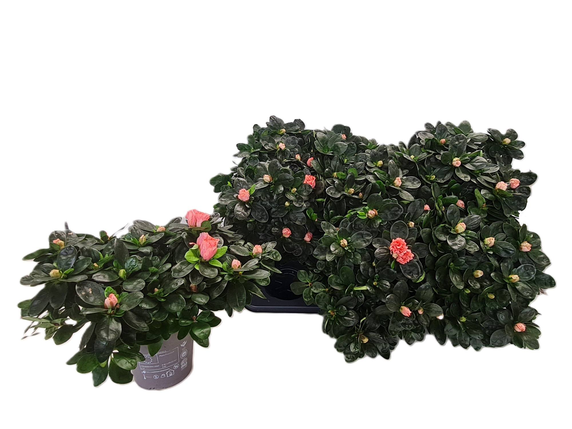 Gekoelde vogels Lunterra, D 14