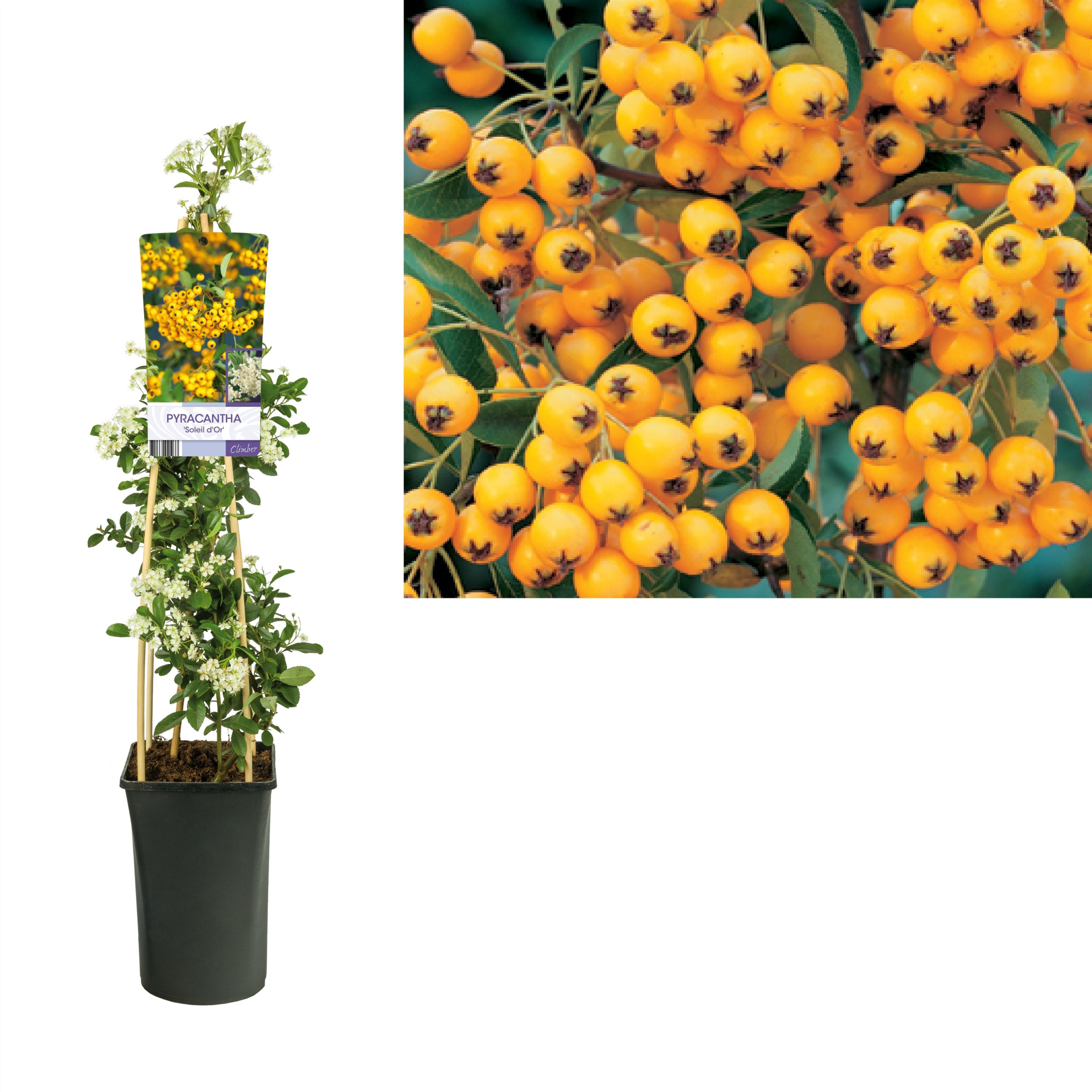 Pyracantha 'Soleil d'Or' +light label, D 17 cm