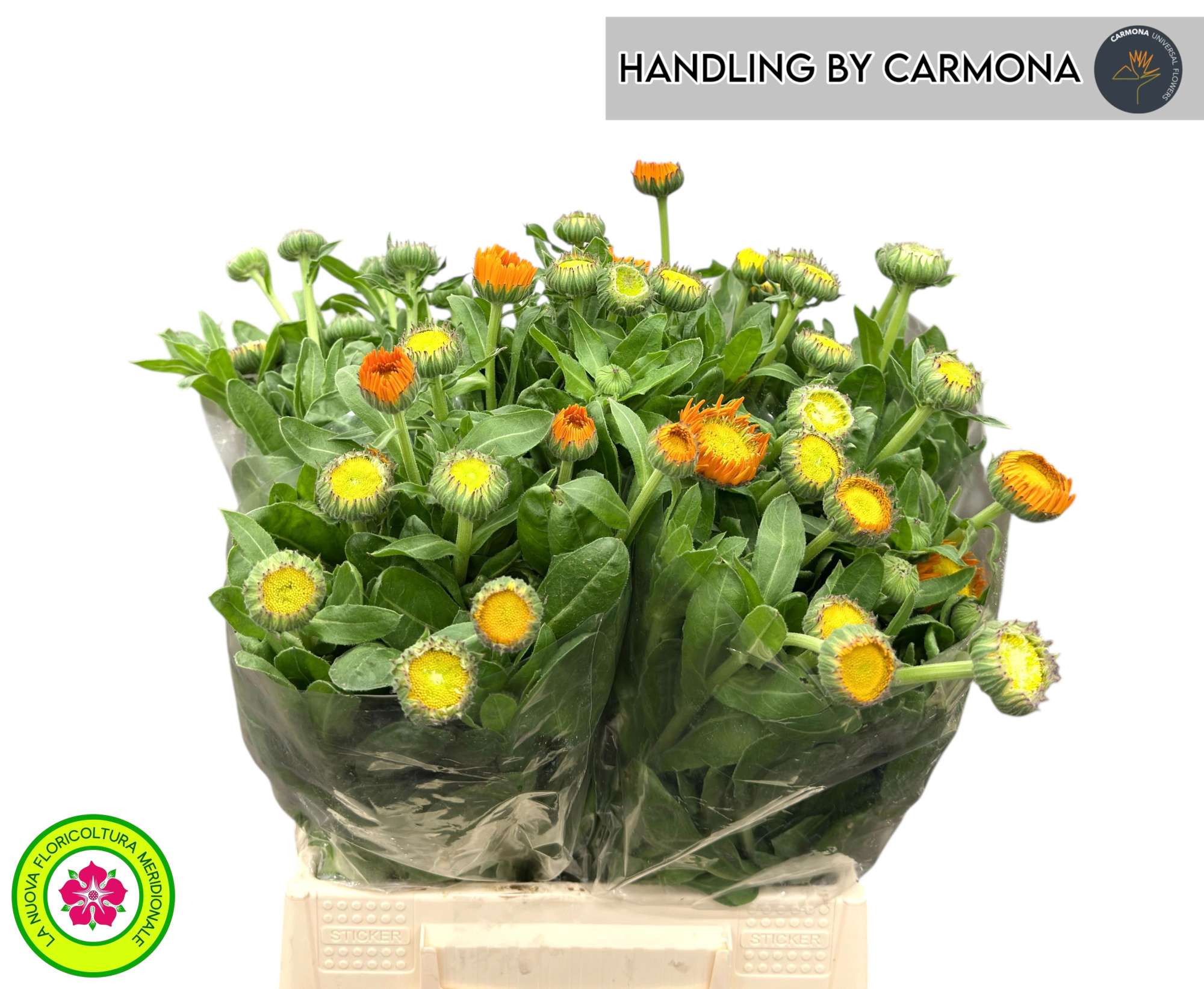 Календула Овериг 40, шт.