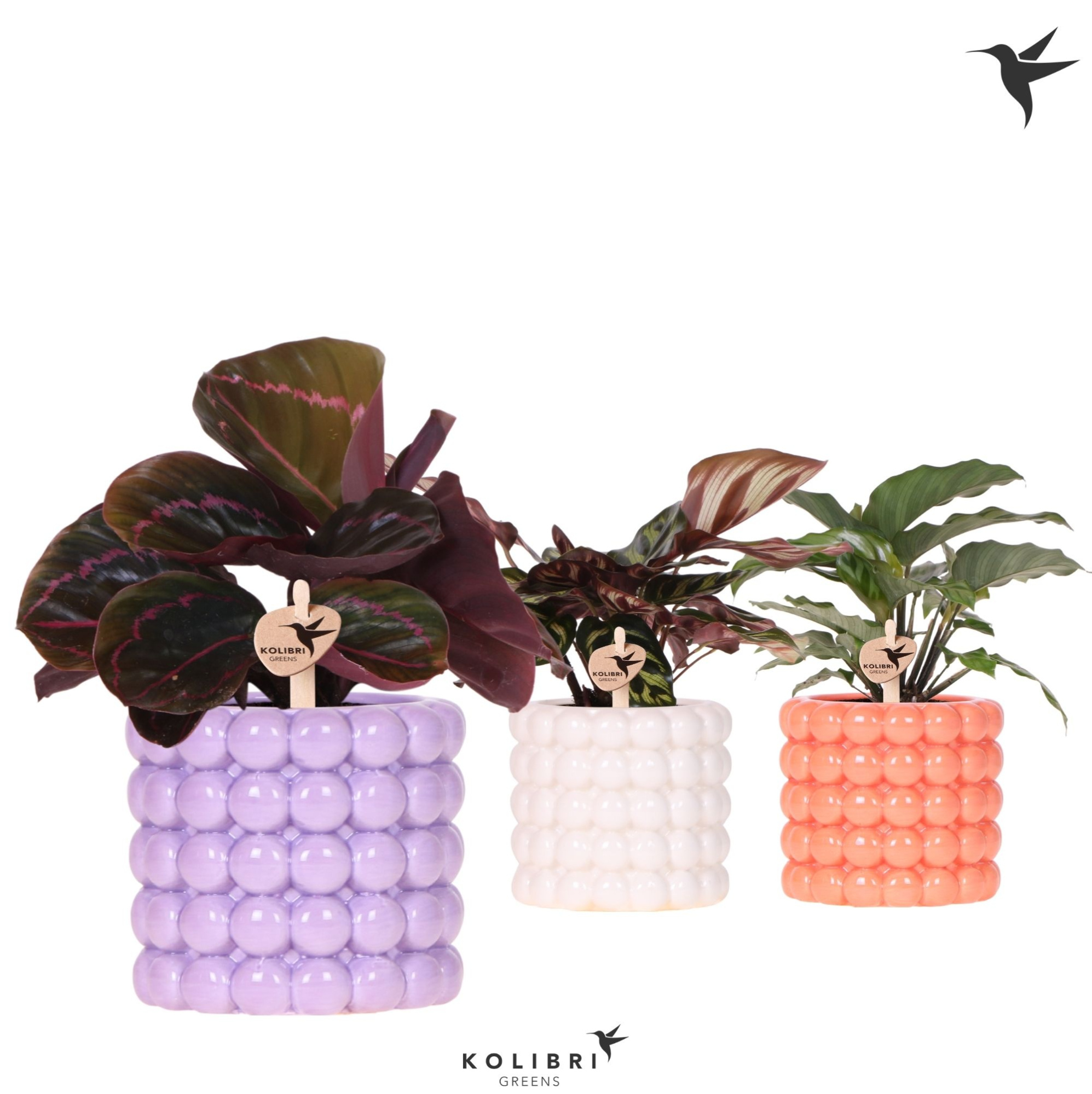 Kolibri Greens Calathea mix in Poppy pot mix, D 9 cm