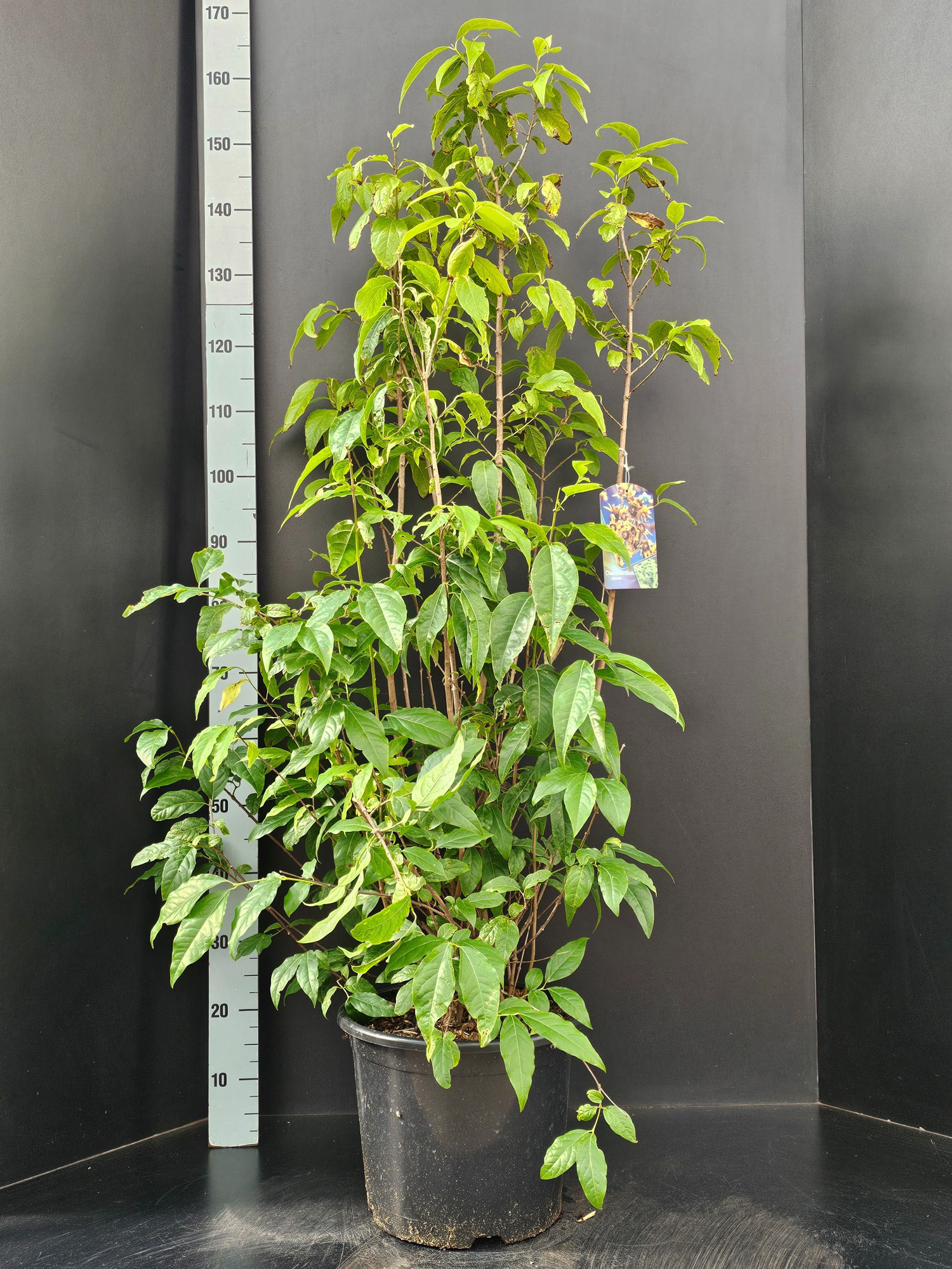 Chimonanthus praecox, D 32 cm