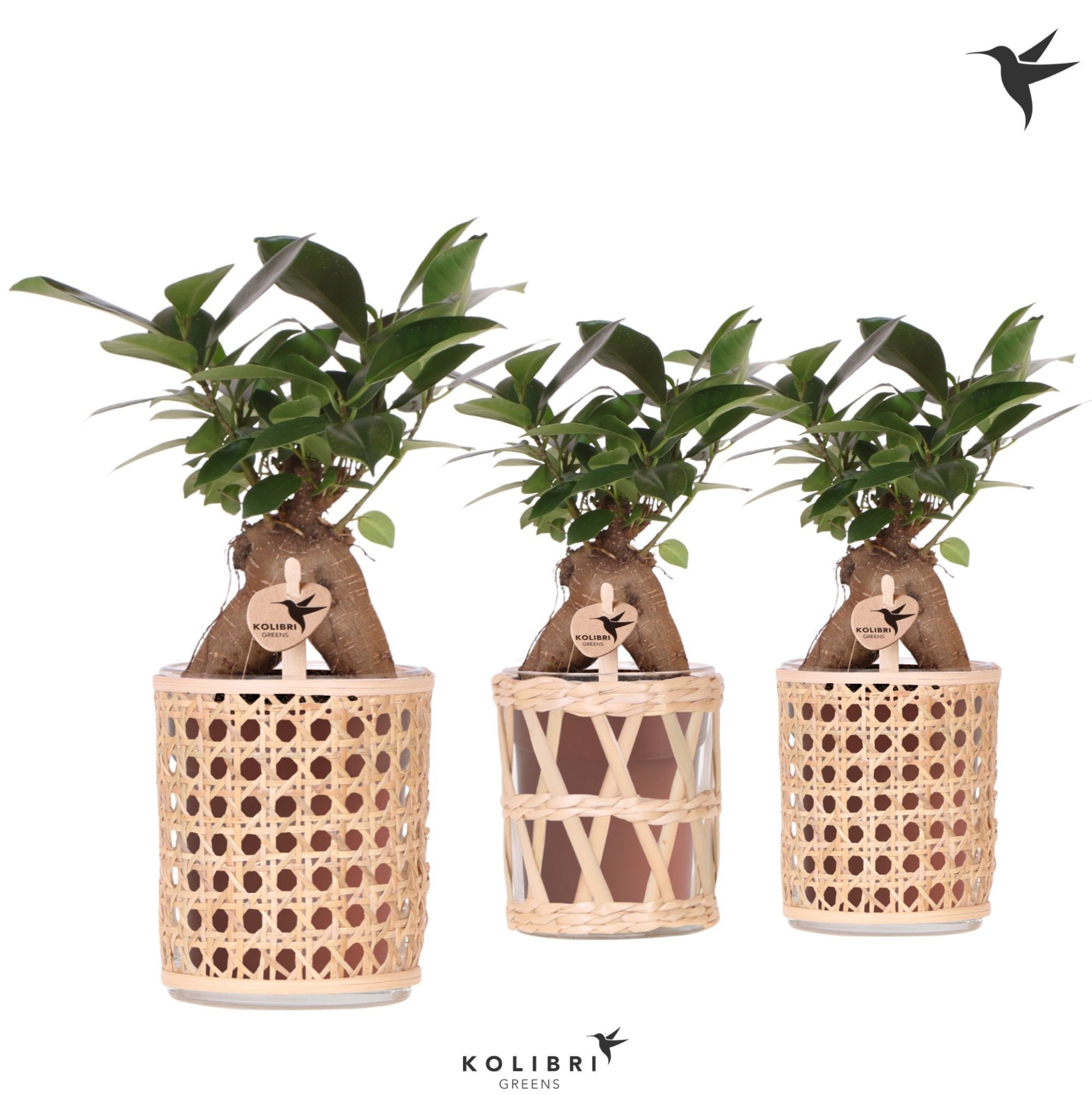Kolibri Greens Ficus Ginseng Retusa in Rotan pot mix, D 9 cm