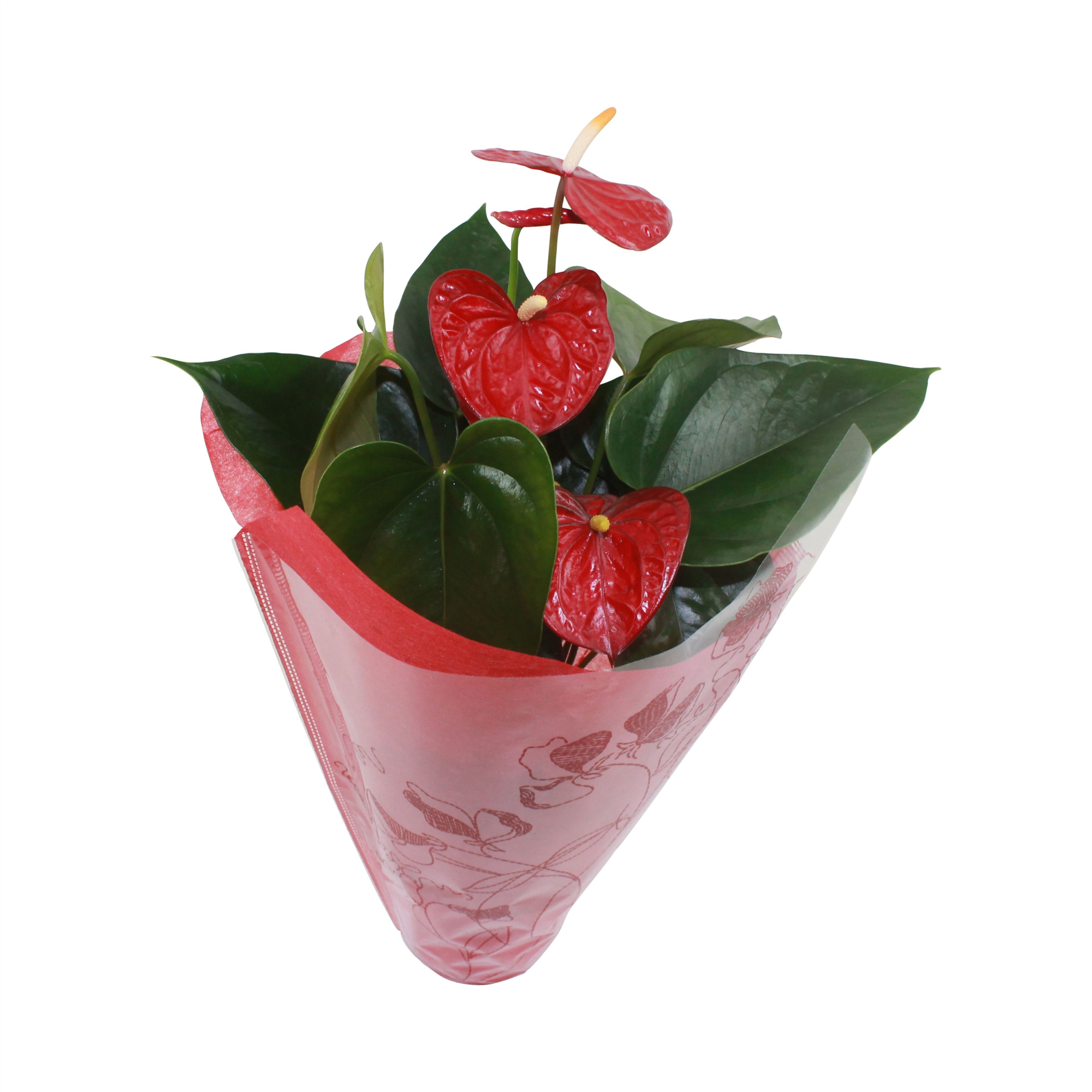 Xl.17 Easy Red 14cm met stoffen hoes, D 14 cm