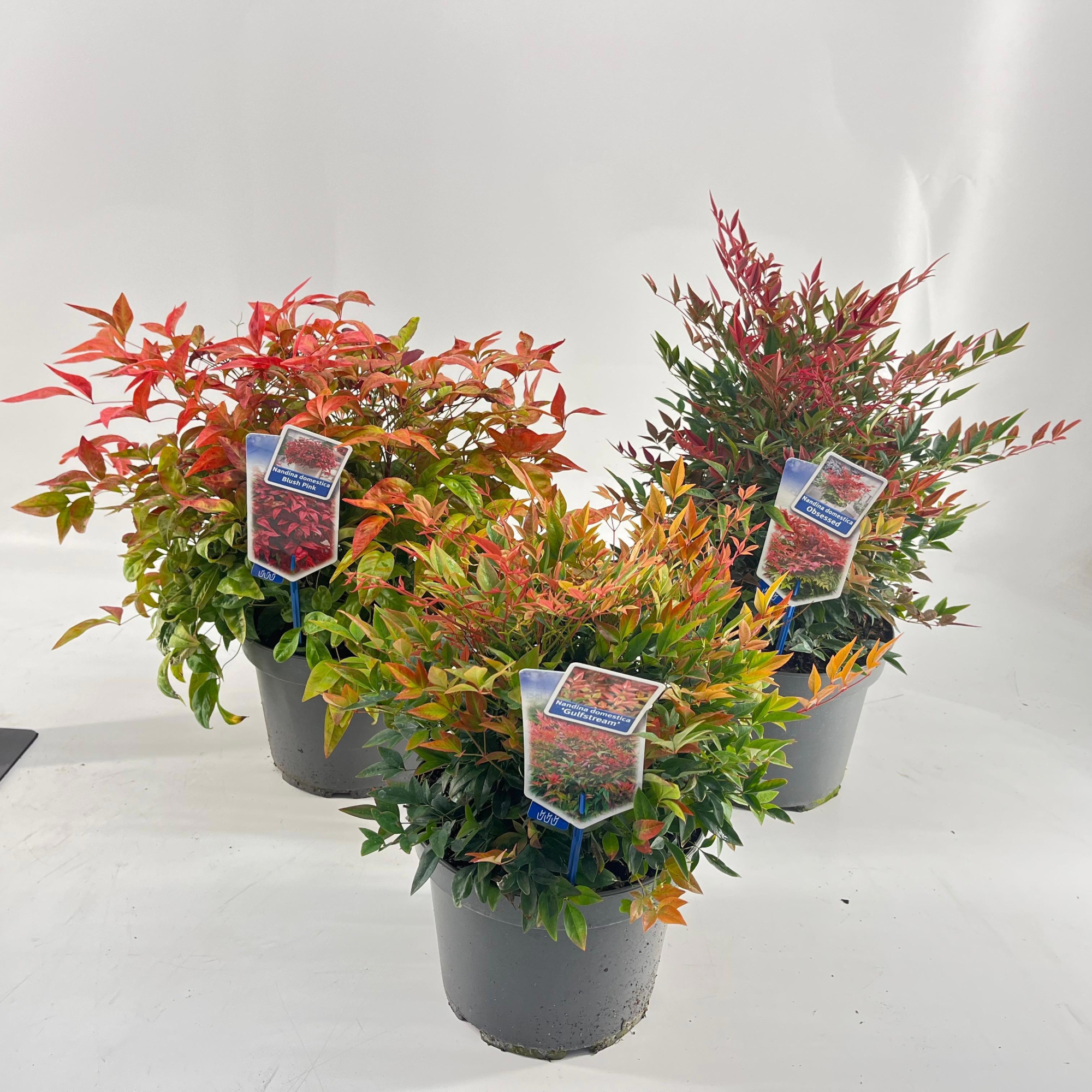 Nandina domestica mix (minimum order one layer), D 23 cm