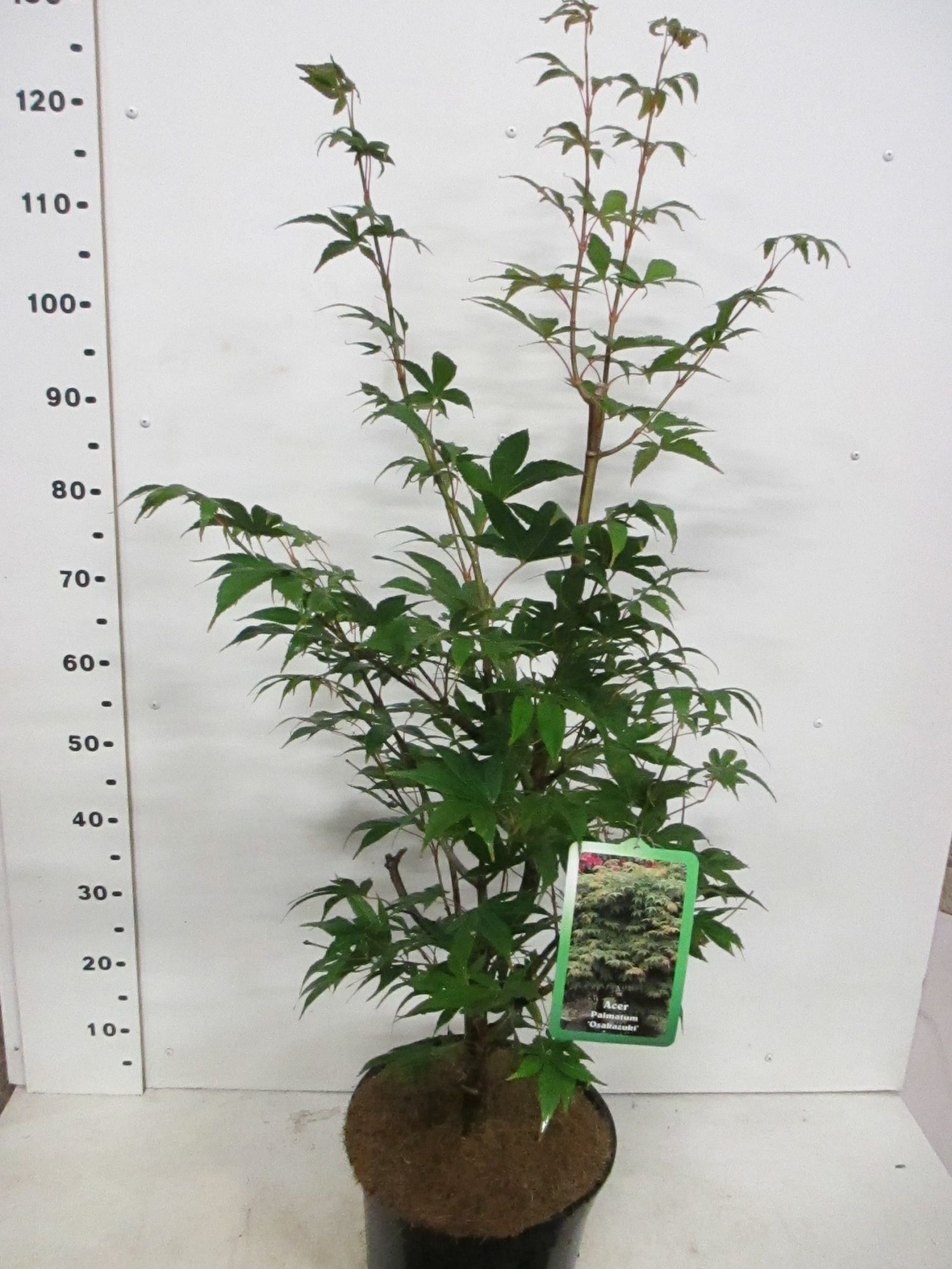 Acer palm. Osakazuki 60-80 P28, D 28 cm