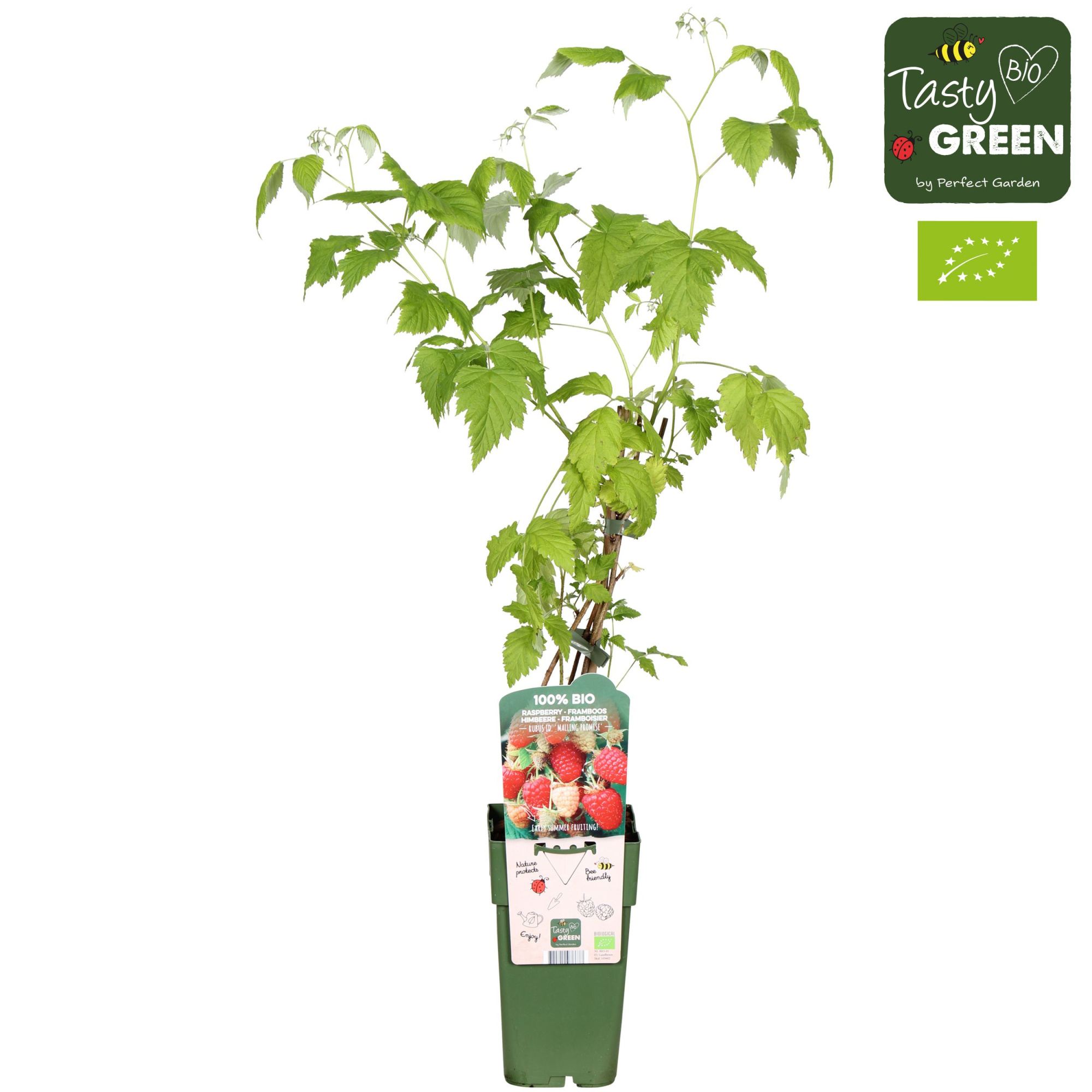 Rubus idaeus 'Malling Promise' Bio P15, D 15 cm