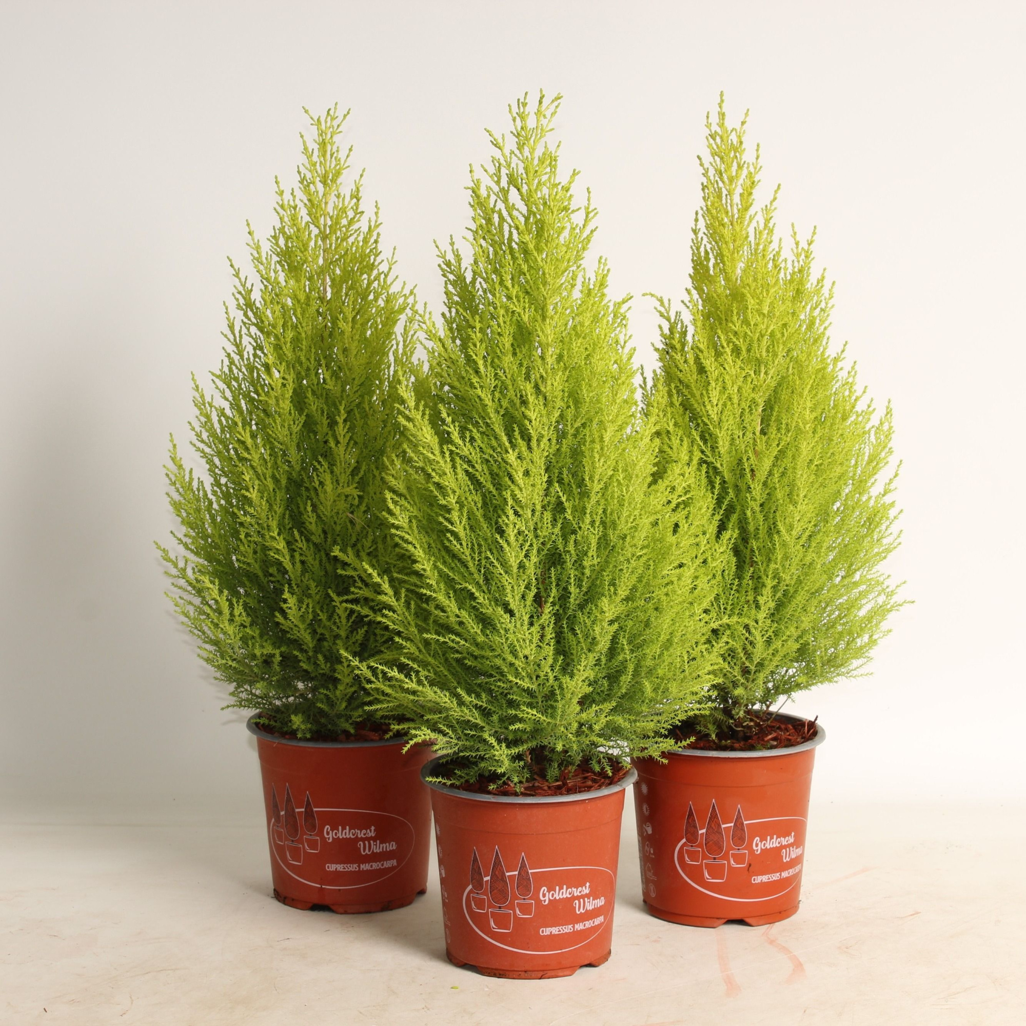 cupressus 'goldcrest wilma' 60cm afgestrooid met bark, D 14 cm