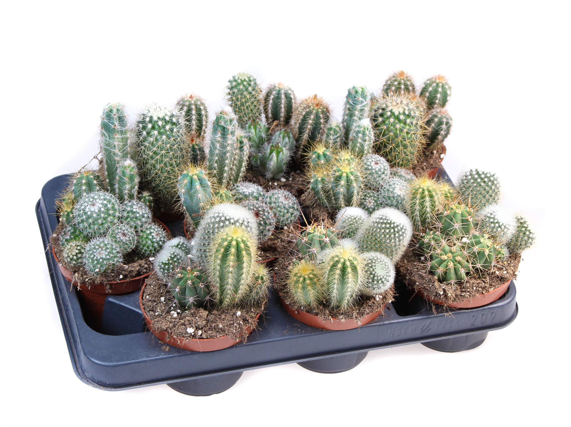 Cactus mix Trio, D 10,5