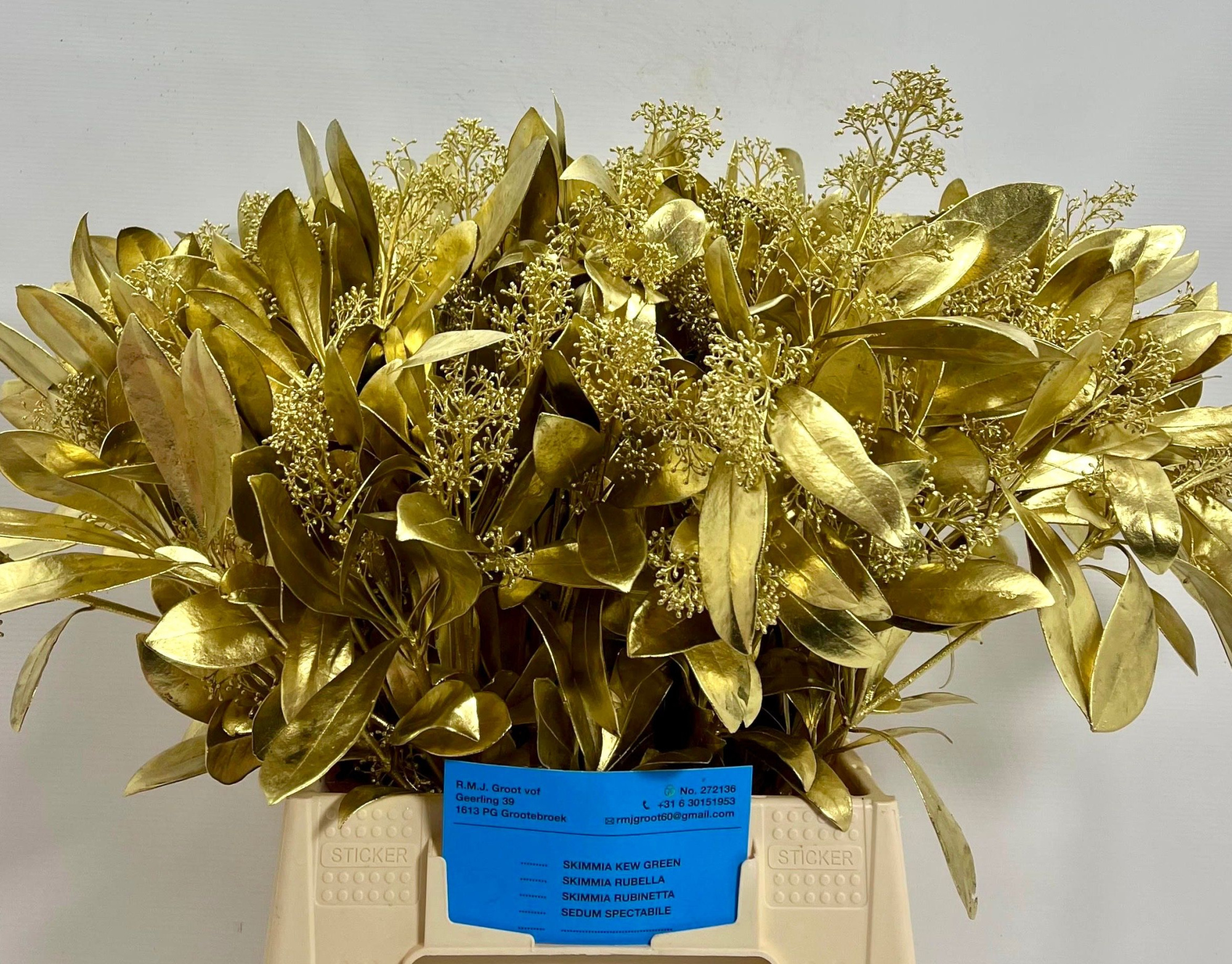 Скимия Овериг крашеный за пучок (краш. ) 45, пуч.