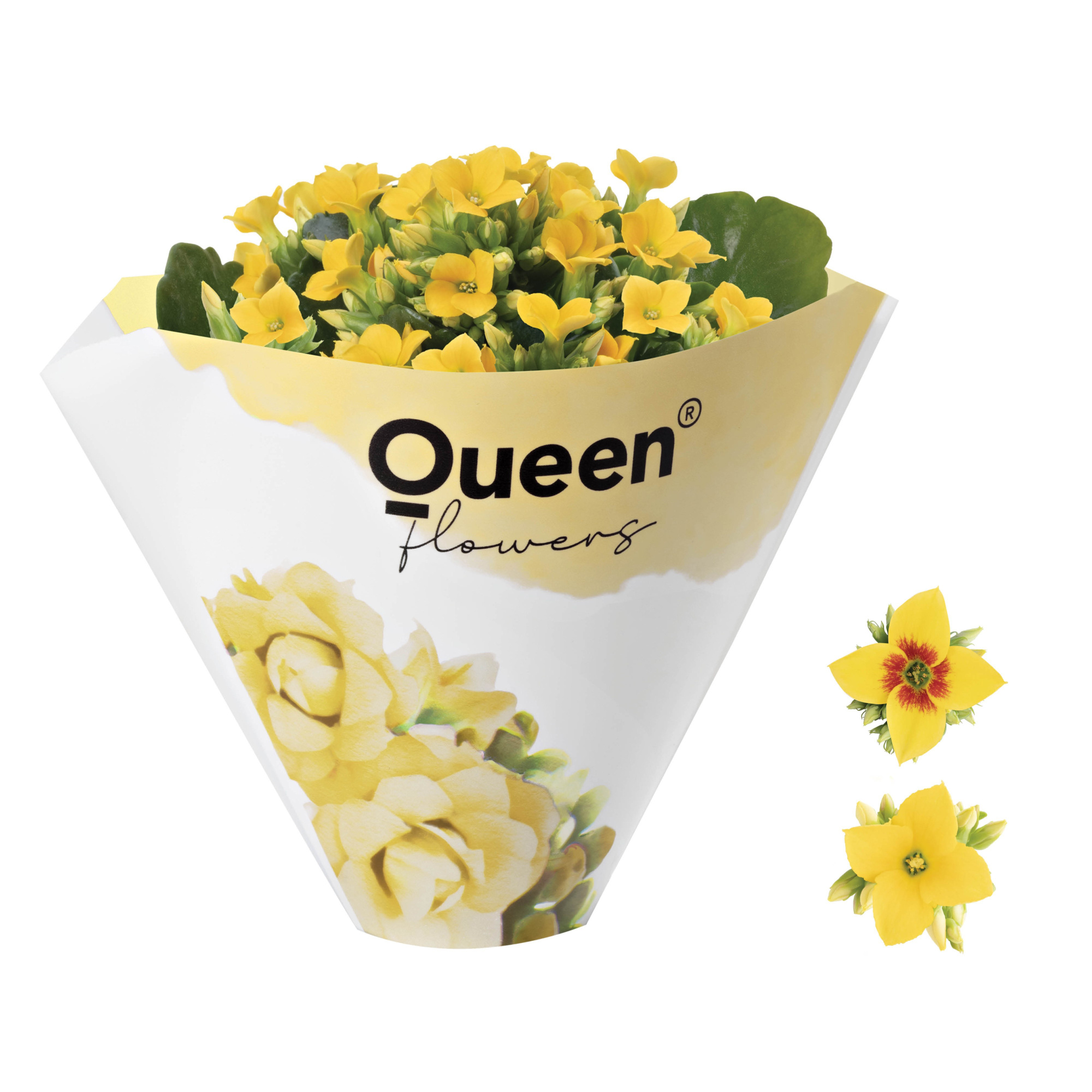 KALANCHOE ARTS-HYBRID 'YELLOW ORIGINAL', D 6 cm