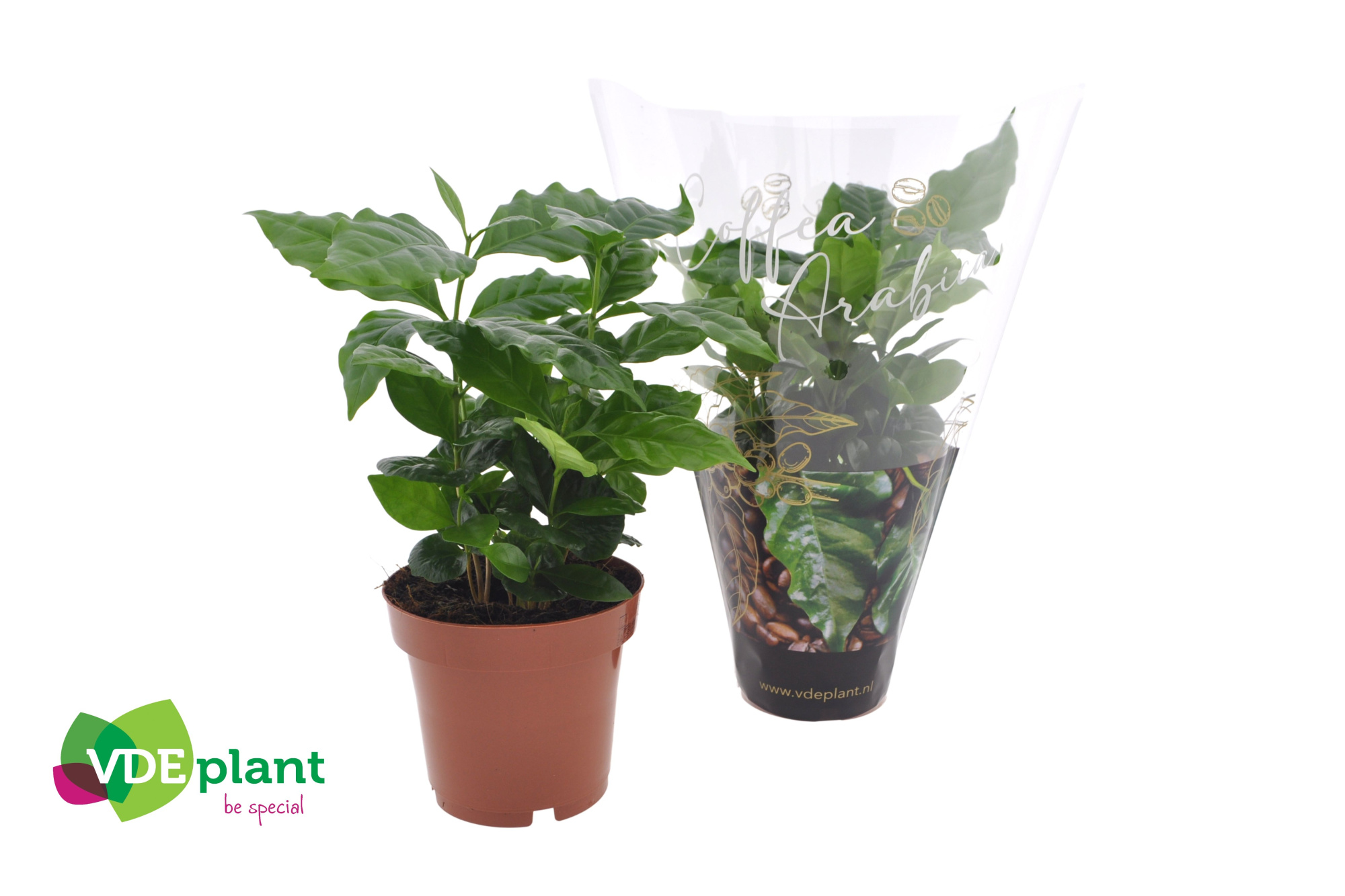 Coffea Arabica + koffiehoes, D 12 cm