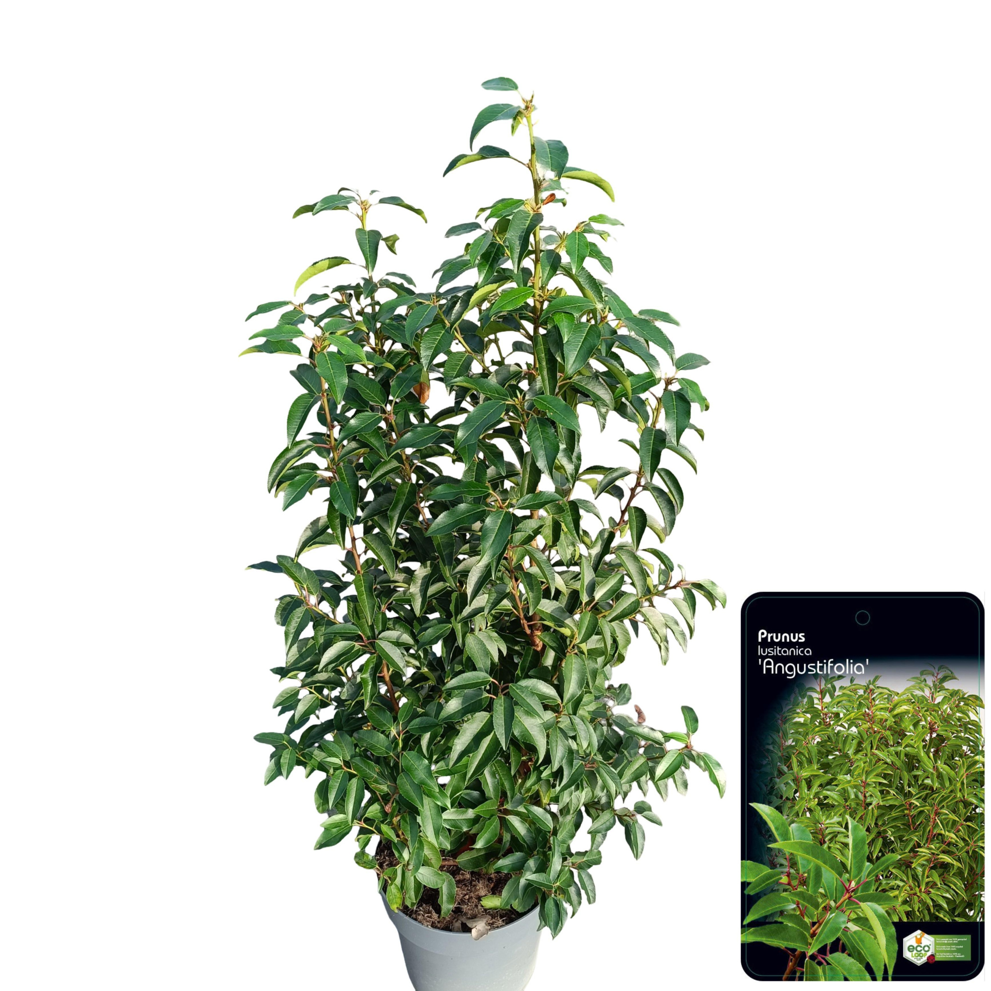 Prunus lusitanica 'Angustifolia' C10, D 28