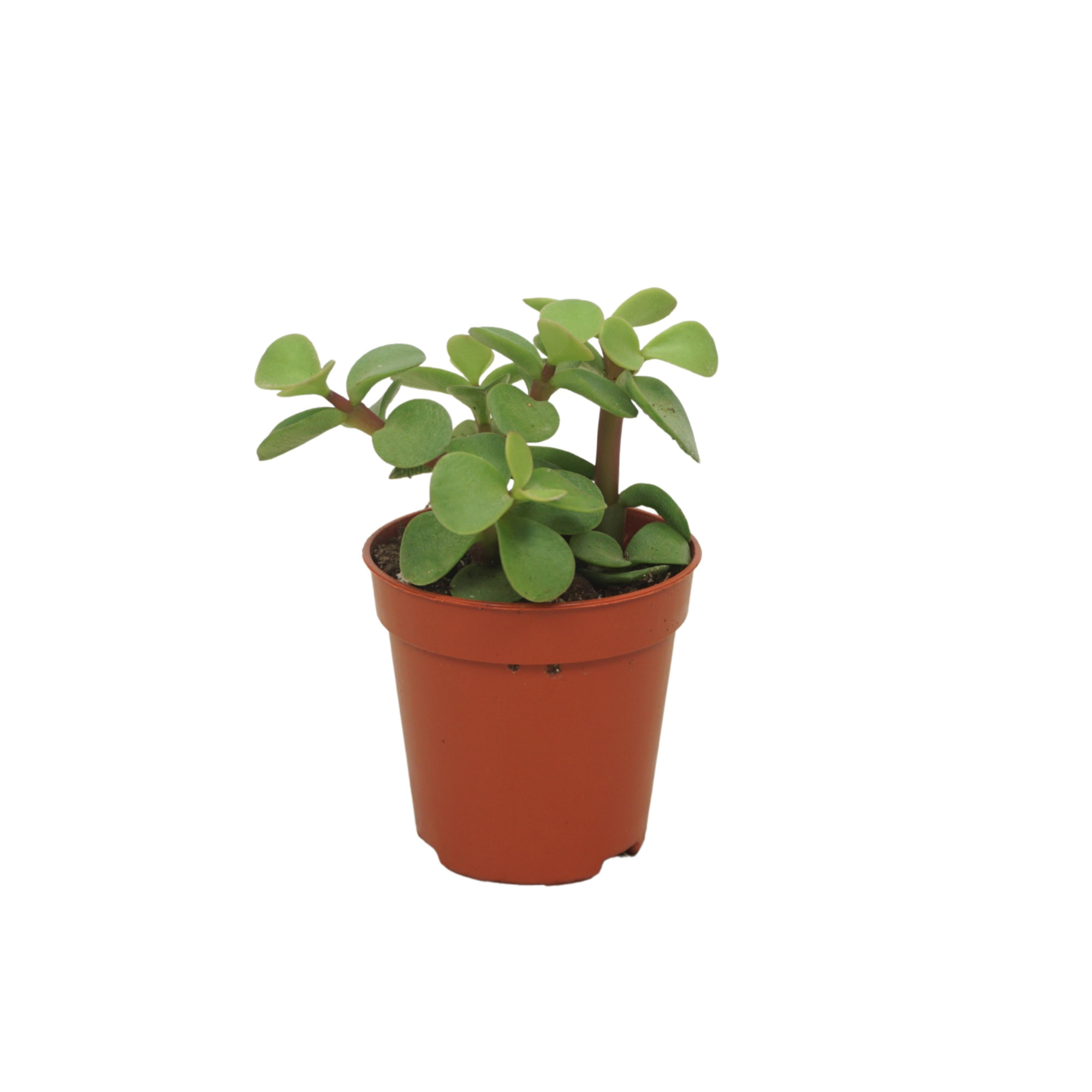 Portulacaria afra groen 5,5 cm, D 5,5