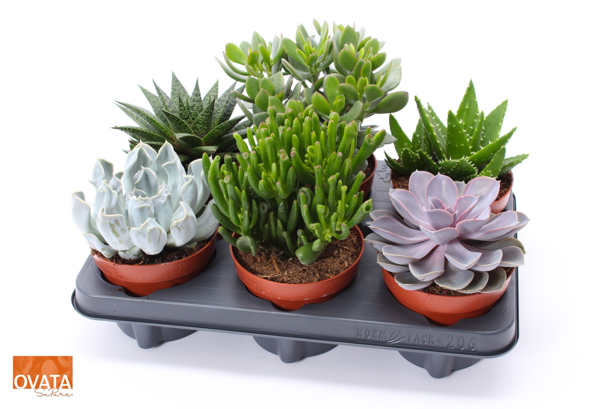 Succulent mix 12, D 12 cm