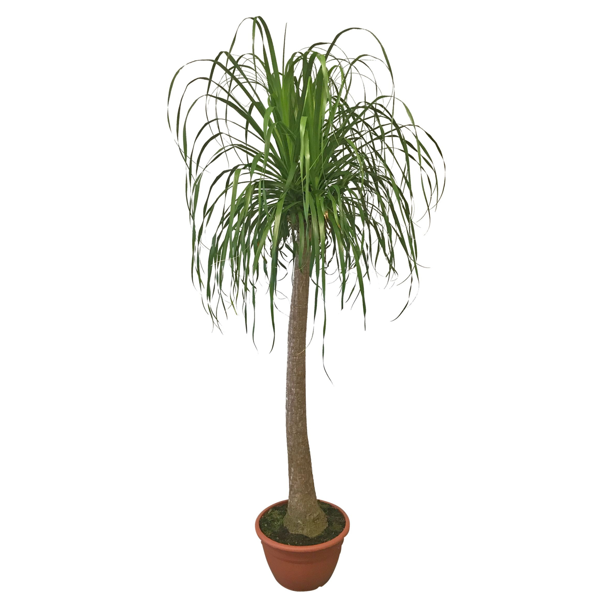 Beaucarnea A2 recht 40 cm, D 40 cm