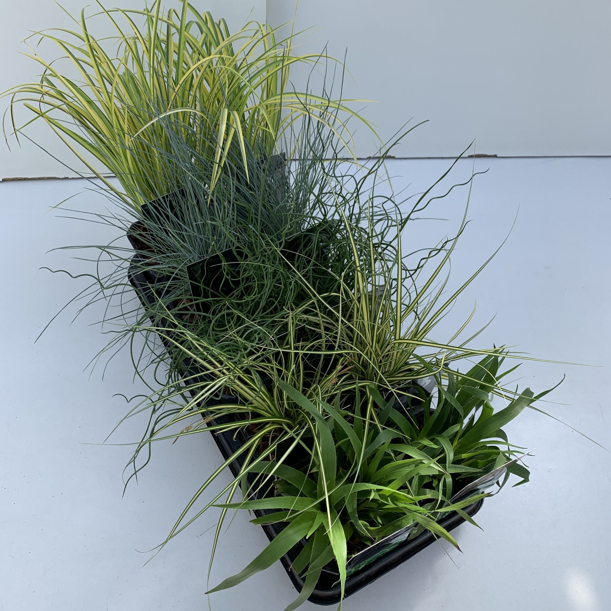 Siergras mix in tray, D 13 cm