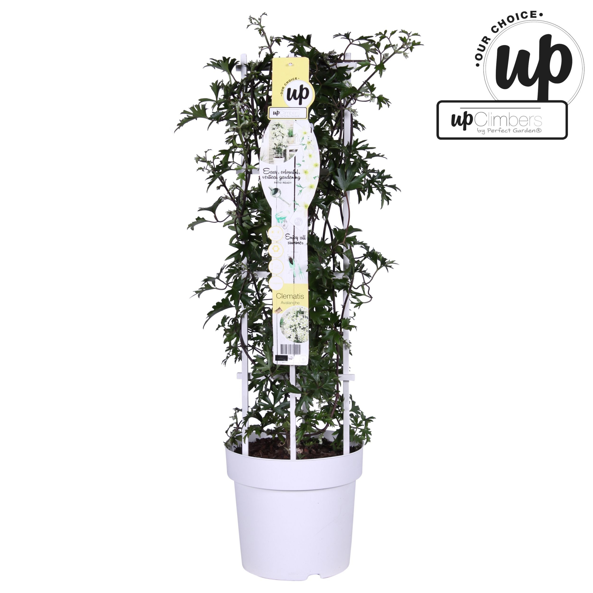 Clematis Avalanche Our Choice P23, D 23