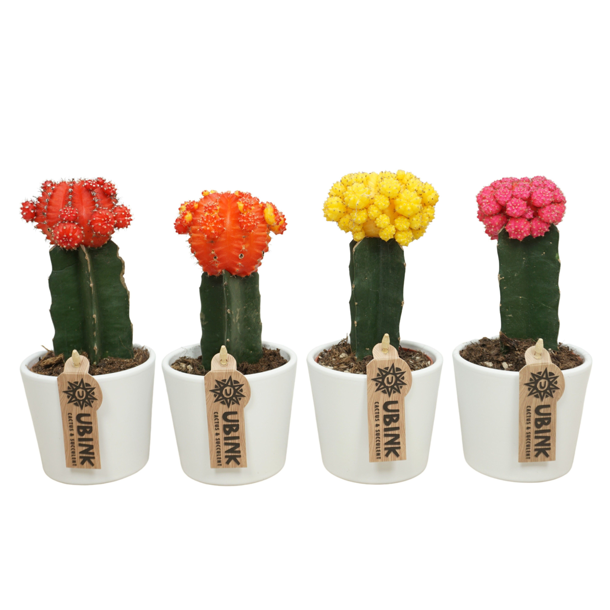 Gymnocalycium geënt mix in 10 cm 'Wit Potje', D 8,5 cm