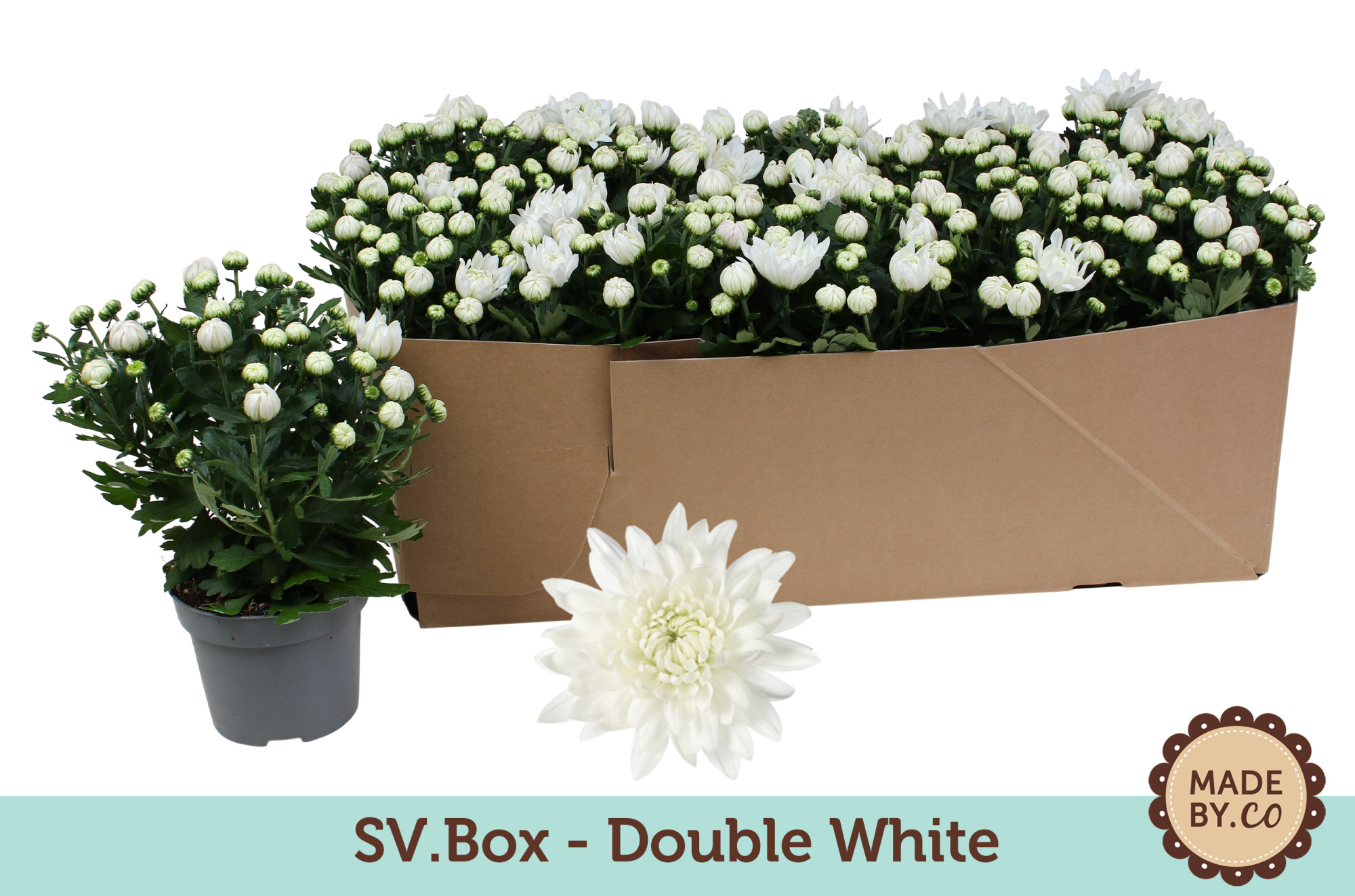 Chrysant Double White in SV.Box, D 12