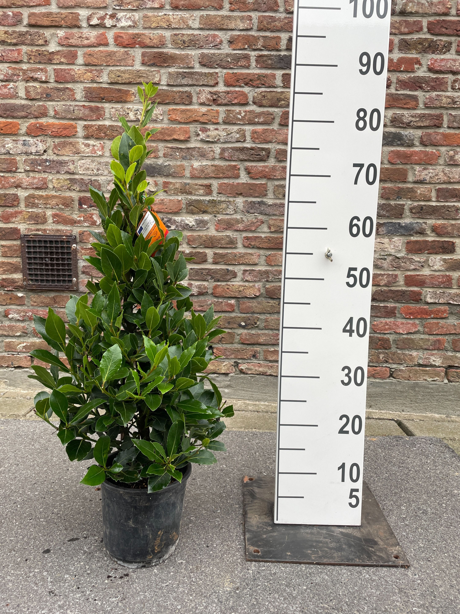 LAURUS NOBILIS PYRAMIDE 70 CM P16, D 16 cm