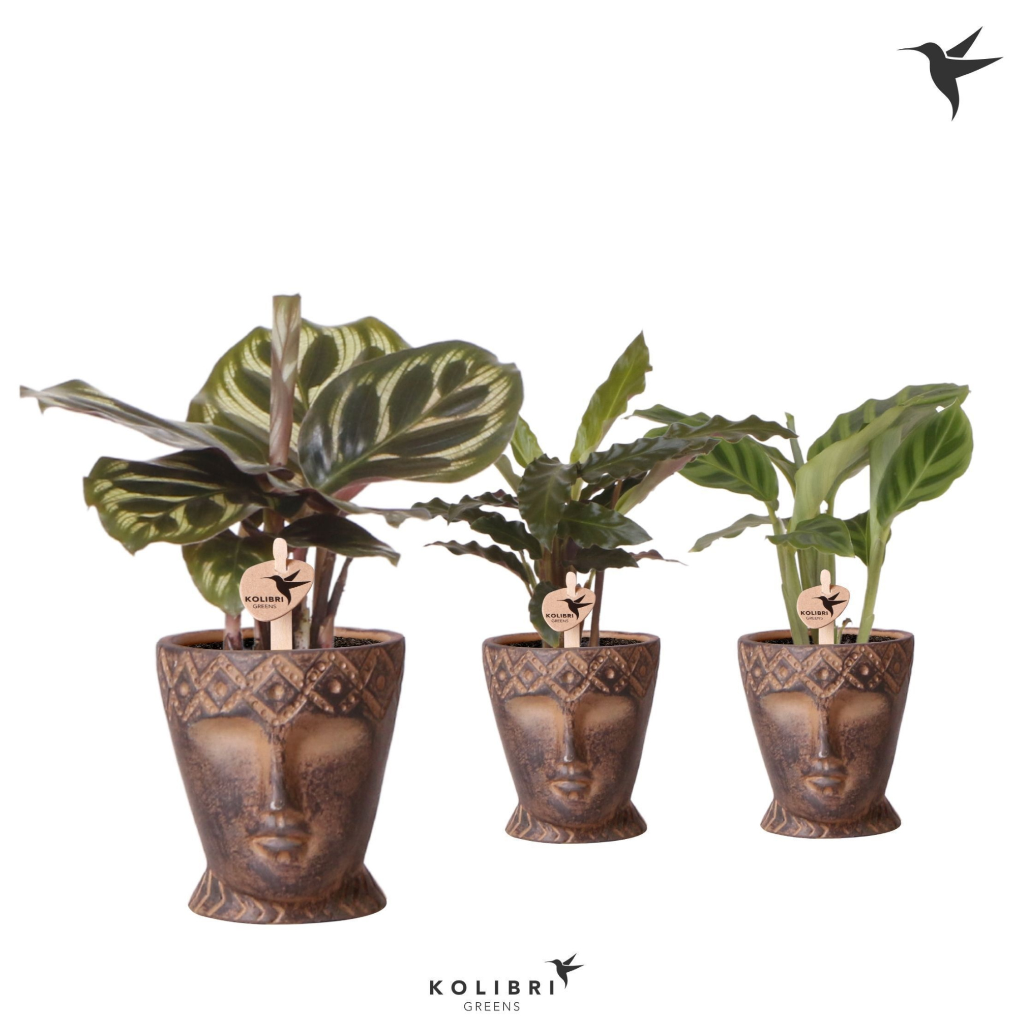 Kolibri Greens Calathea mix in Totem Mask pot, D 6 cm