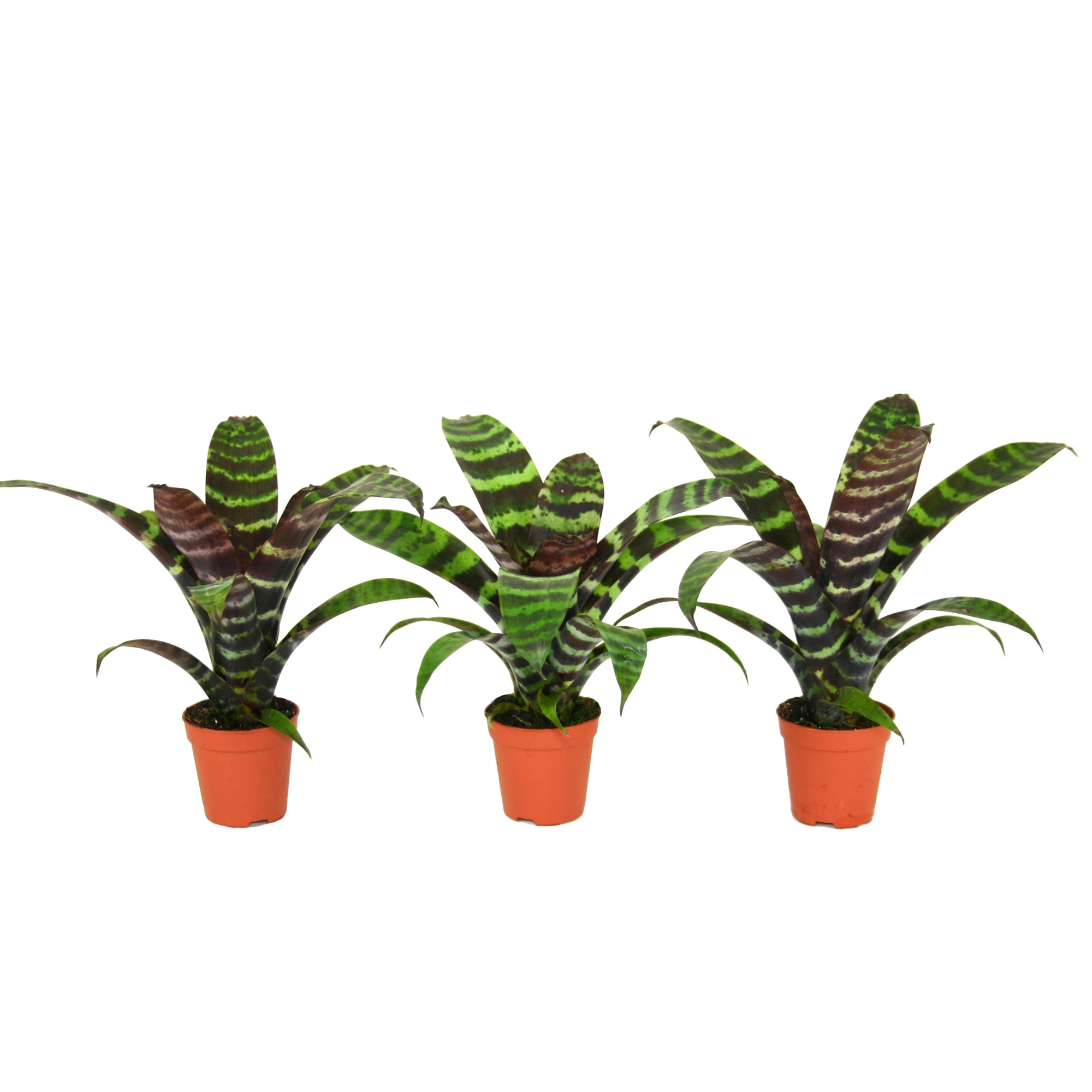 Forrest - Vriesea Era - Blad, D 5,5 cm