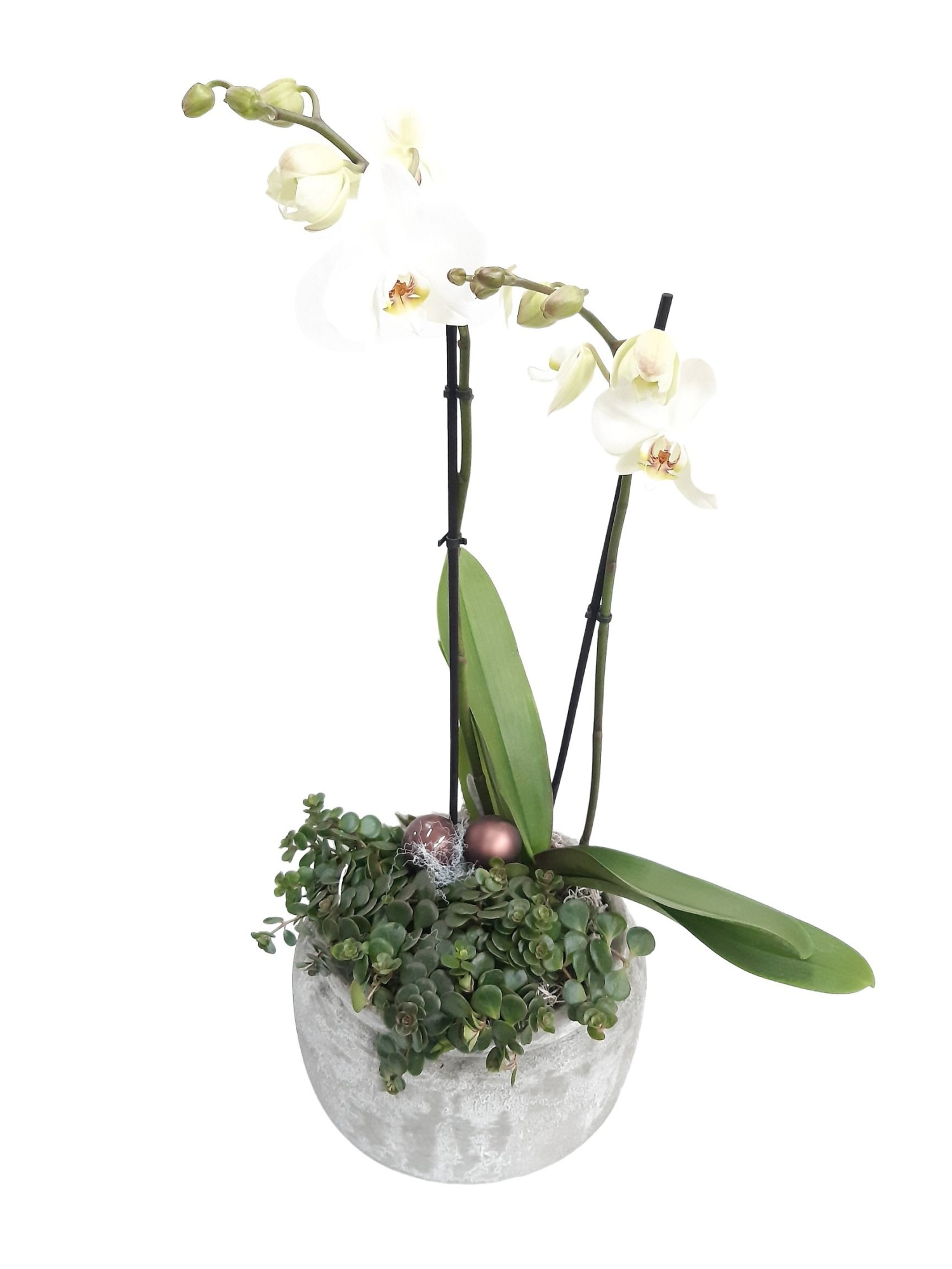 RGB24PHKST Rude Bowl Grey Phal + Sedum Tornado Kerst deco, D 24 cm