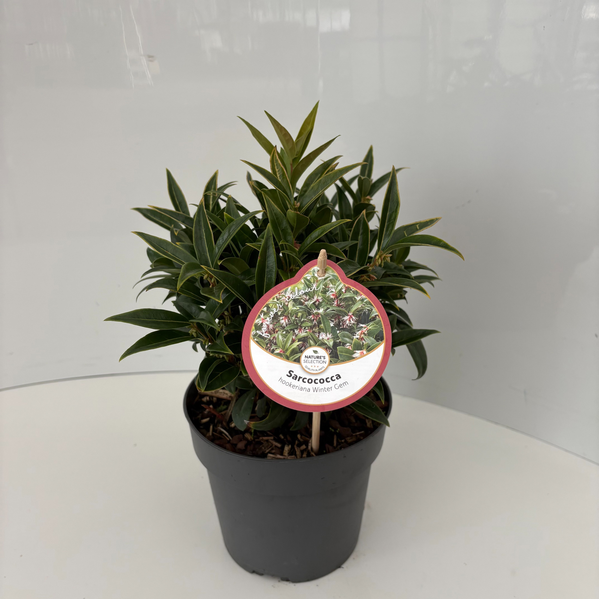 Sarcococca hookeriana 'Winter Gem', D 17 cm